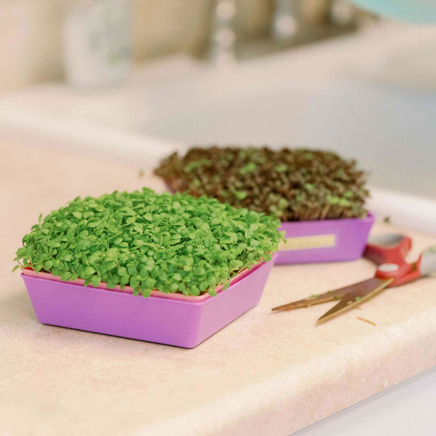 Set of five Bootstrap Farmer 5x5 shallow microgreen trays with colorful inserts, no drainage holes, designed for microgreen cultivation.
