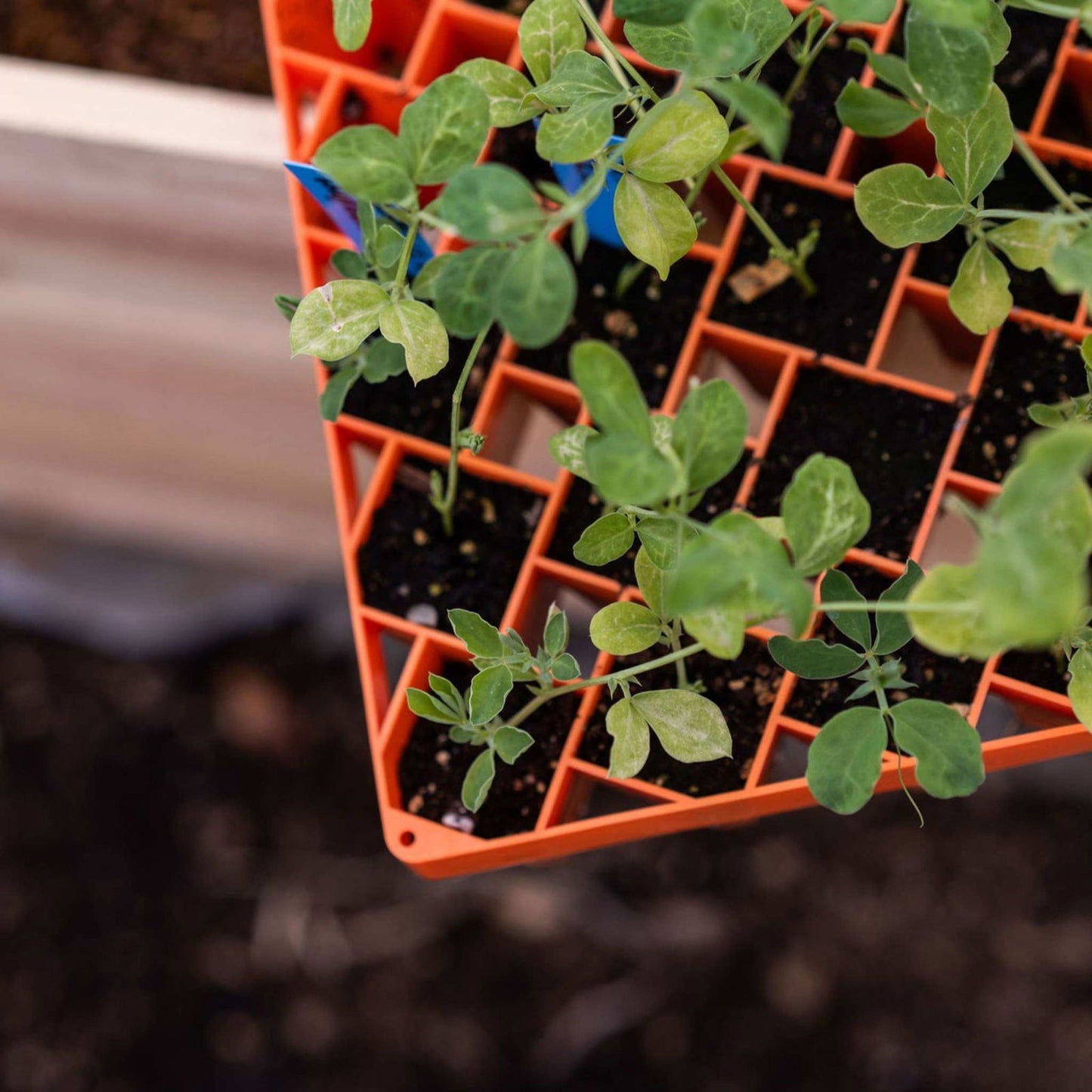 Photograph of vibrant green pea seedlings in an orange geometric planter showcasing bright, healthy leaves and subtle variations in leaf color