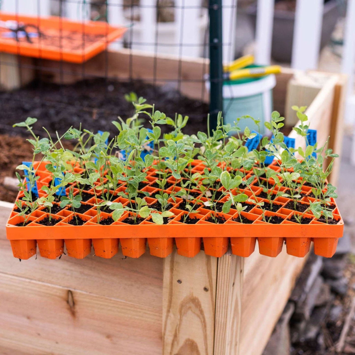 Plastic tray of vibrant green pea seedlings in a raised garden bed with a wire fence and orange gardening tools visible in the background showcasing bright blue plant markers and rich brown soil