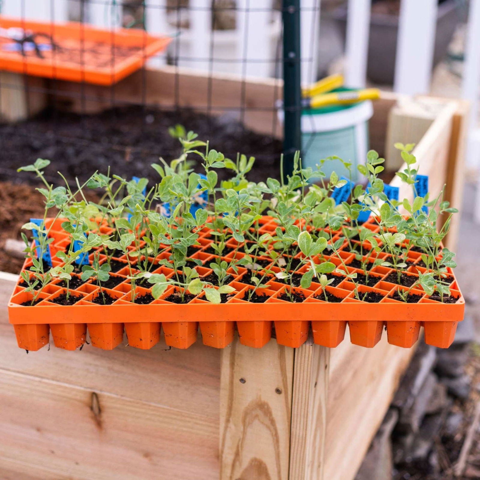 Plastic tray of vibrant green pea seedlings in a raised garden bed with a wire fence and orange gardening tools visible in the background showcasing bright blue plant markers and rich brown soil