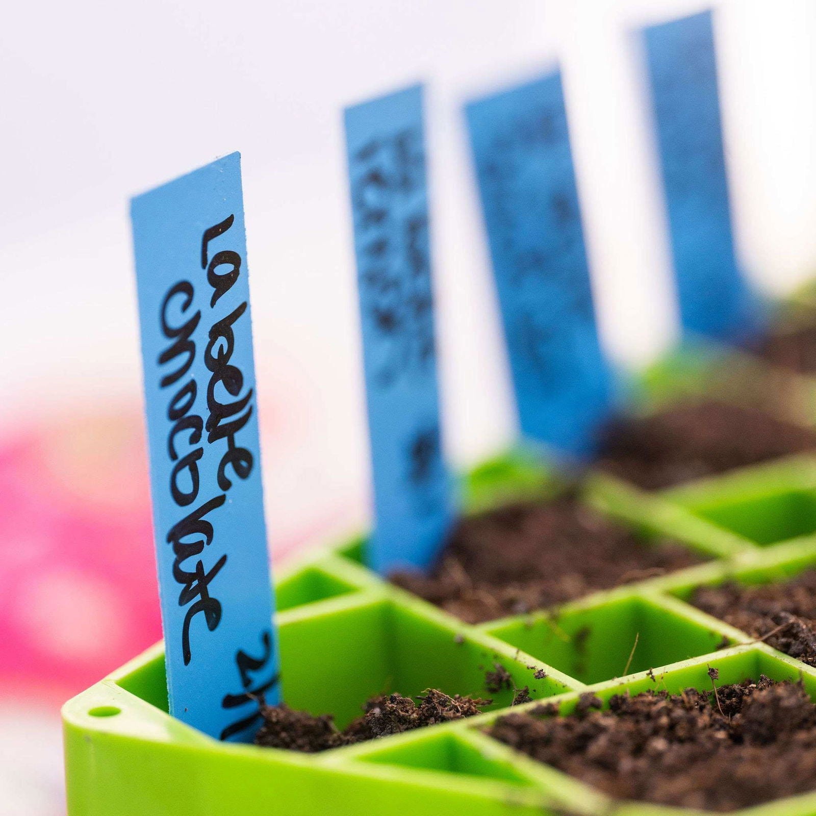 Photograph showing a close-up of a lime green seed tray filled with dark brown soil and labeled with handwritten blue plant markers including La Belle Chocolate 21 showcasing vibrant colors and organic textures
