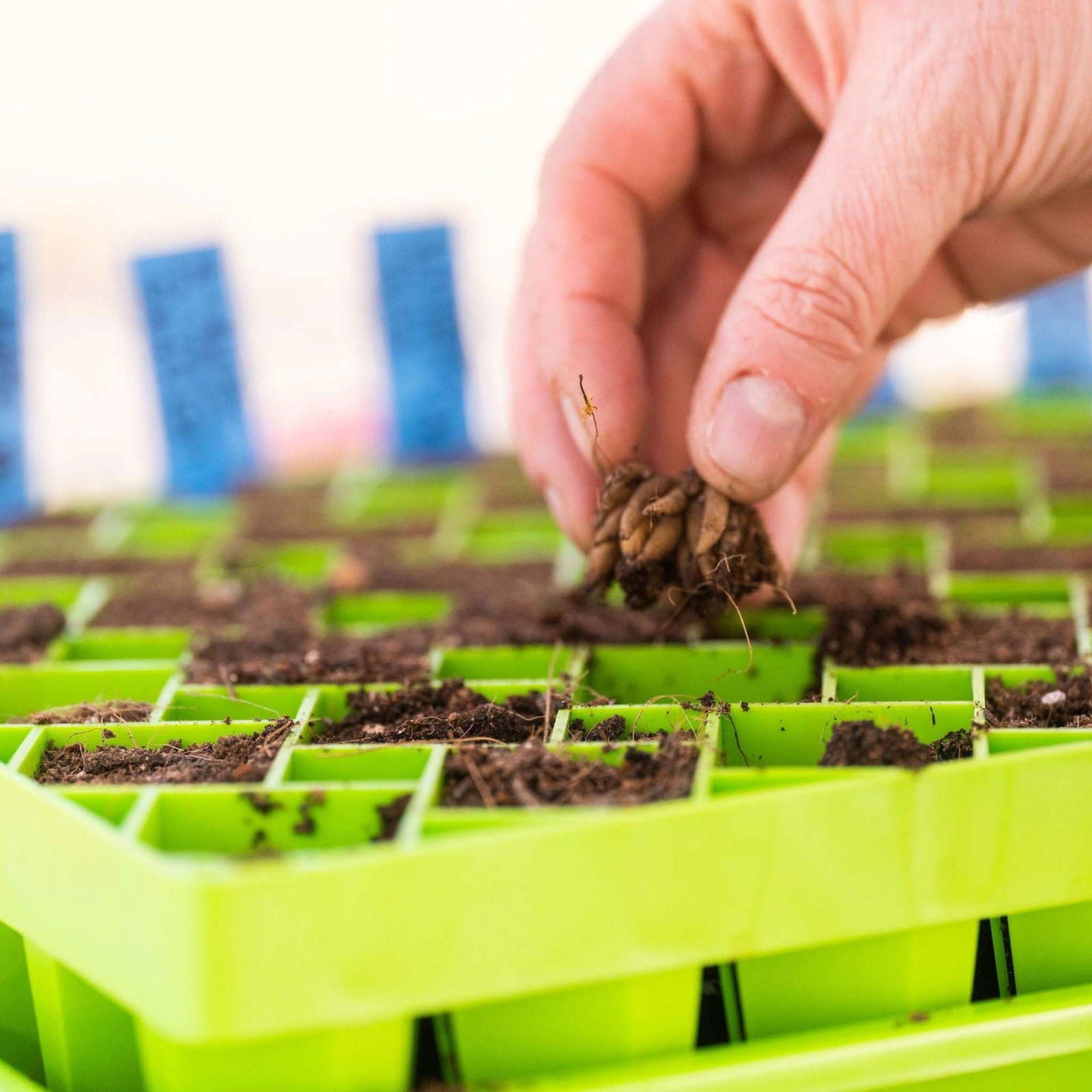 Photograph of a hand planting a bulb in a bright green seed starter tray filled with dark brown soil against a blurred background of blue markers