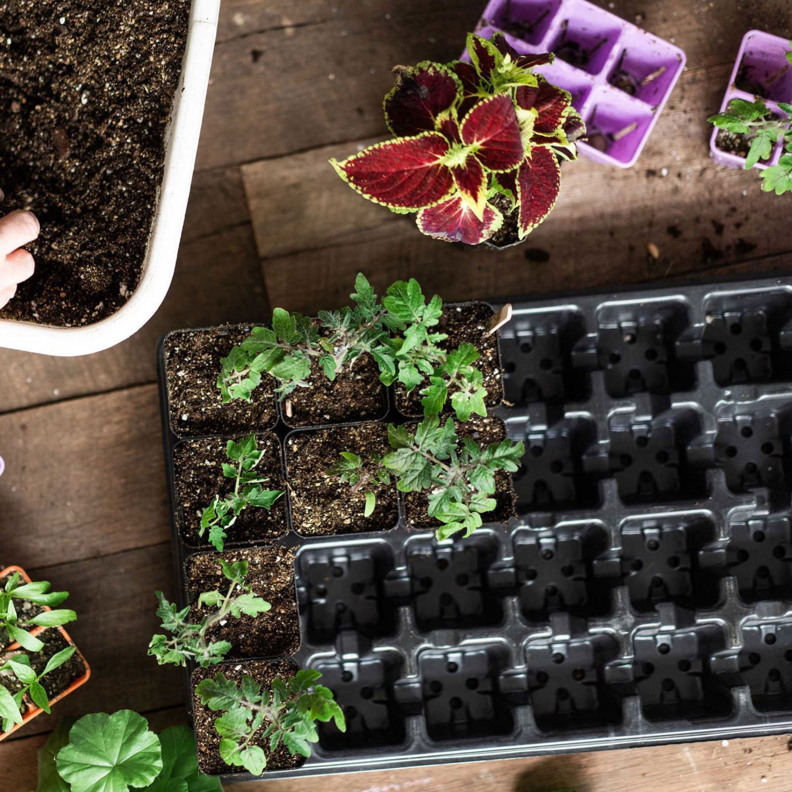 Overhead photo showing tomato seedlings in a black seed starting tray alongside a coleus plant with vibrant red and yellow leaves and a container of potting soil on a rustic wooden surface