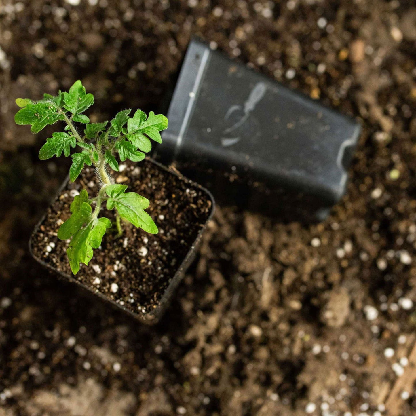 Photograph of a young tomato plant in a small black pot surrounded by dark soil showing vibrant green leaves and a hairy stem nestled amongst white fertilizer pellets.
