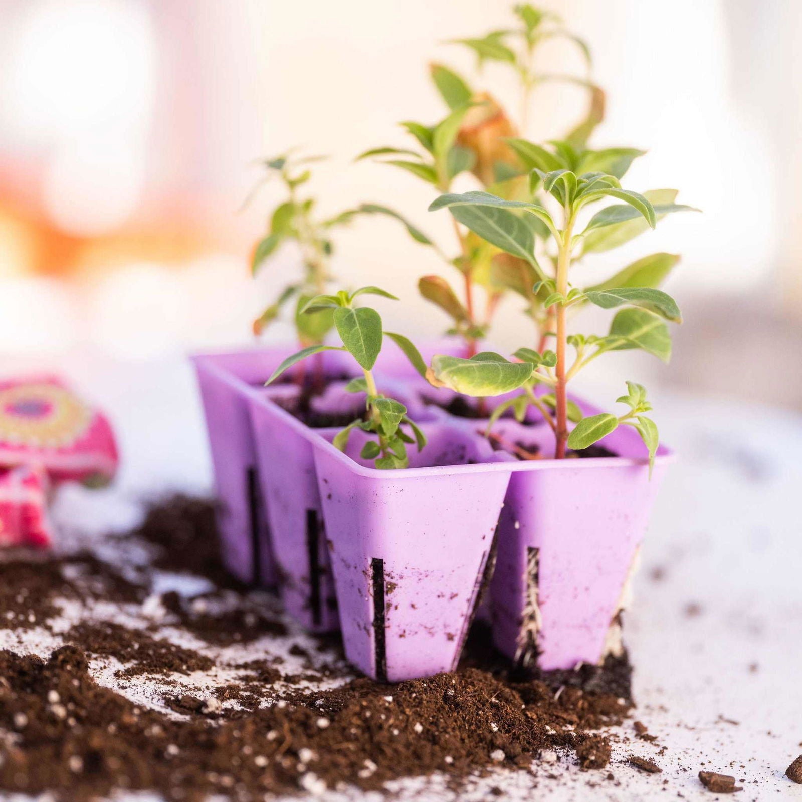 Young green seedlings sprout in a Bootstrap Farmer 6 Cell Plug Tray Inserts Colors, surrounded by loose soil on a white surface, with a blurred background.