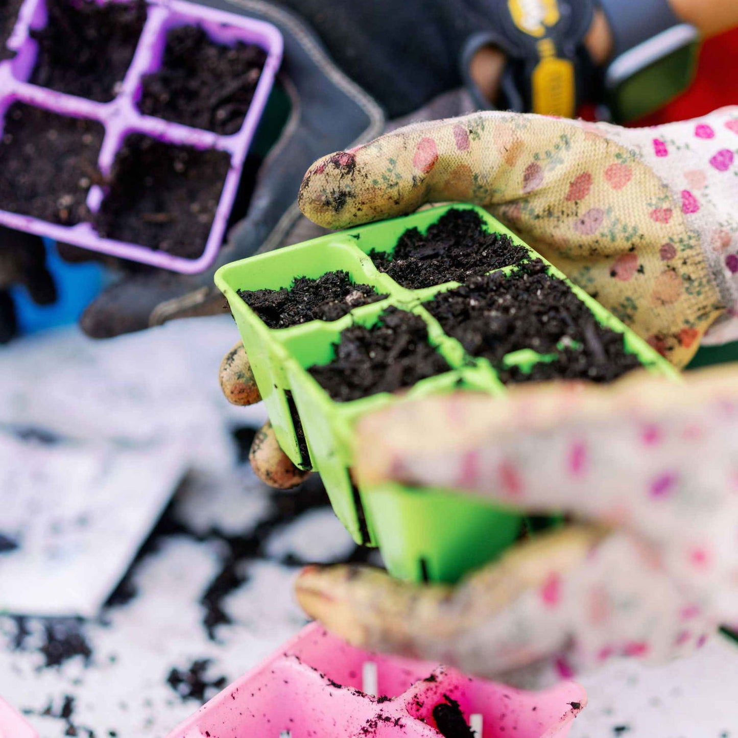 Close-up of gloved hands holding Bootstrap Farmer’s 6 Cell Plug Tray Inserts Colors in green, pink, and purple, filled with soil and ready for planting, with scattered soil visible beneath the trays.