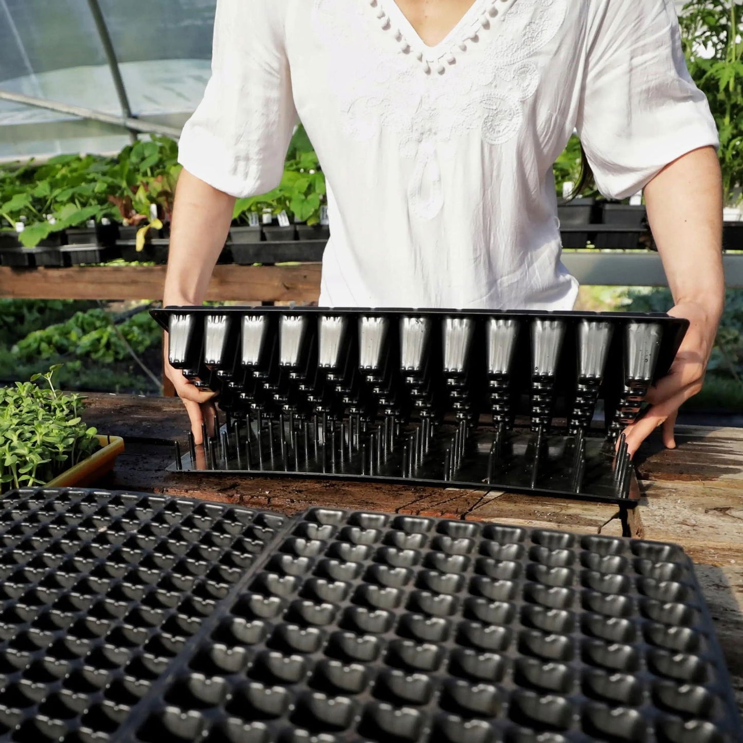 In a greenhouse, someone in a white shirt holds a black cell tray, preparing for planting. Other trays and green plants are visible. The Plug Popper for Cell Trays by Bootstrap Farmer can help efficiently transfer seedlings.