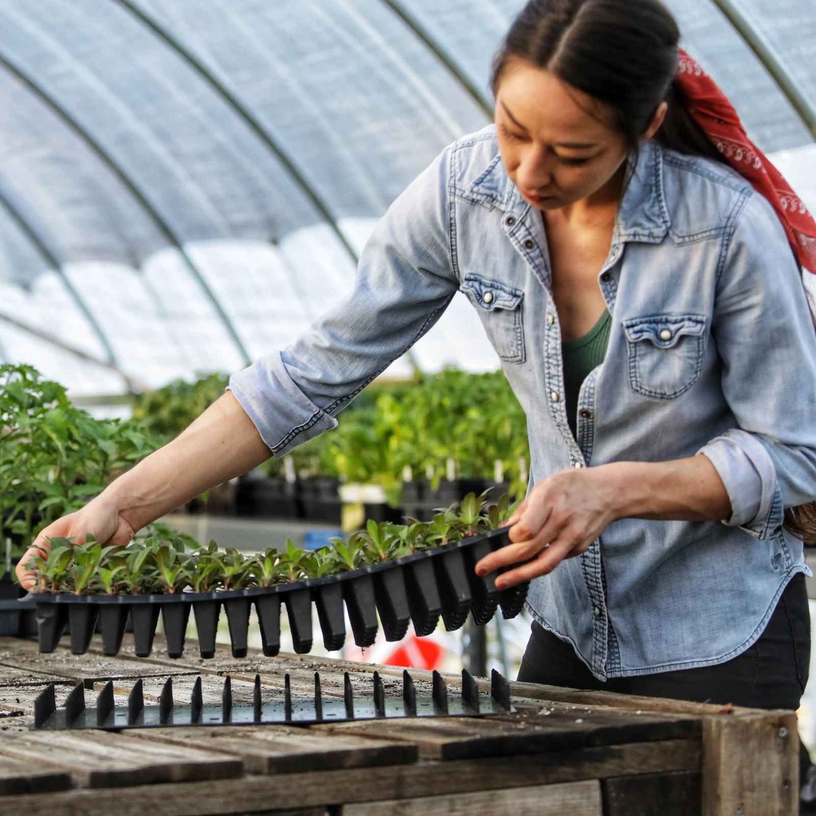 Inside a greenhouse filled with cell trays and seedlings, a woman in a denim shirt and red scarf uses the Bootstrap Farmer Plug Popper for Cell Trays as she places young plants onto a wooden table.