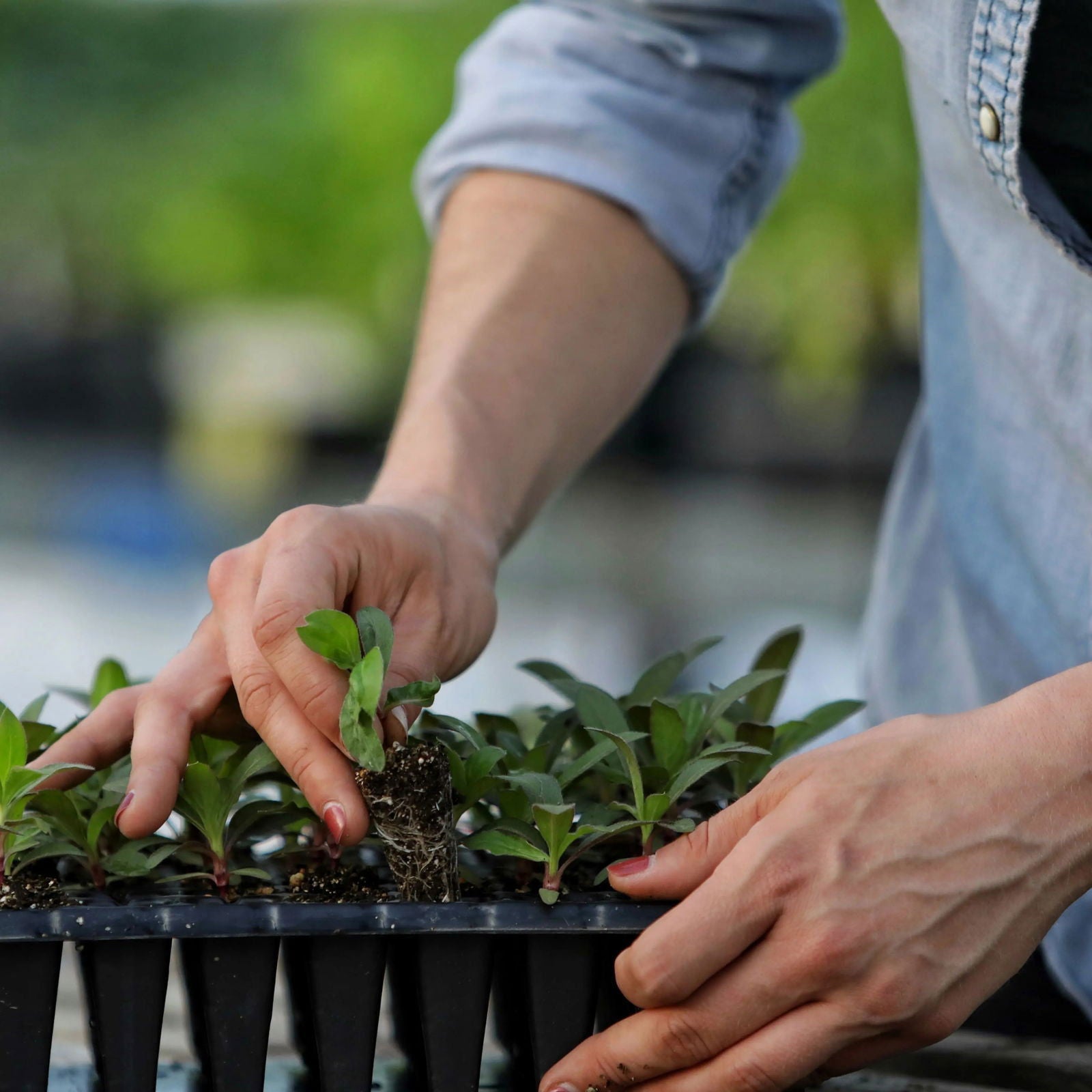 Using the Bootstrap Farmer Plug Popper for Cell Trays, a person easily lifts a small seedling with its soil from cell trays. The green foliage background is softly blurred.