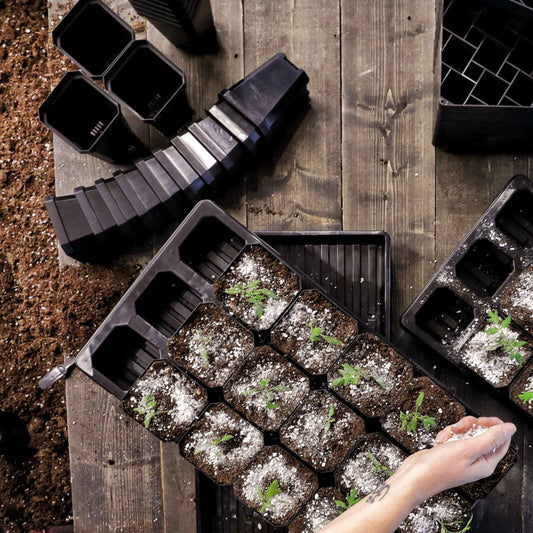 Overhead photograph of seedlings in black plastic trays on a dark wood surface with additional black plastic pots and soil showing white fertilizer sprinkles on the soil and a hand sprinkling more fertilizer