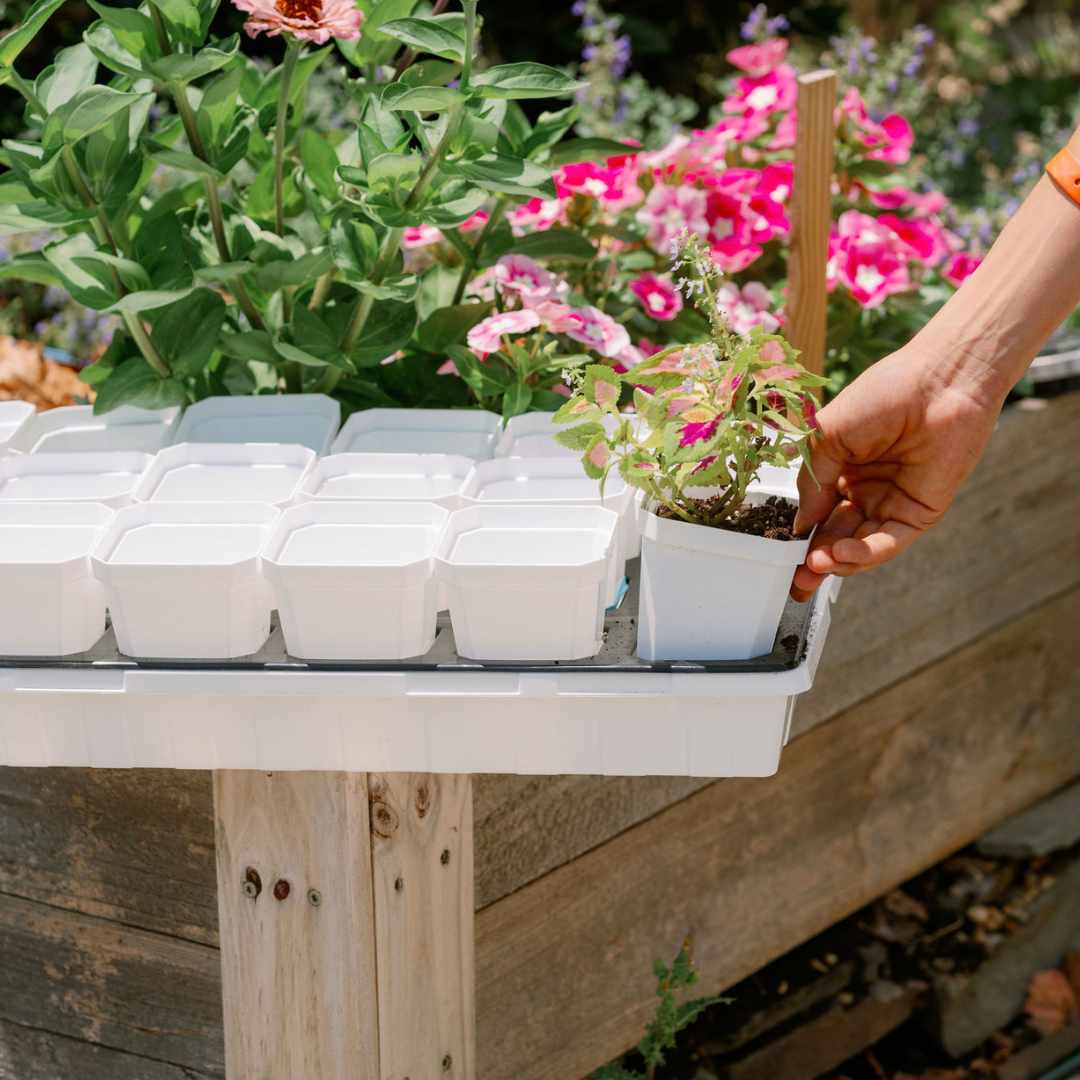 Bootstrap Farmer 3.3-inch heavy-duty seed starting pots with inserts in a multicolor cell tray for gardening.