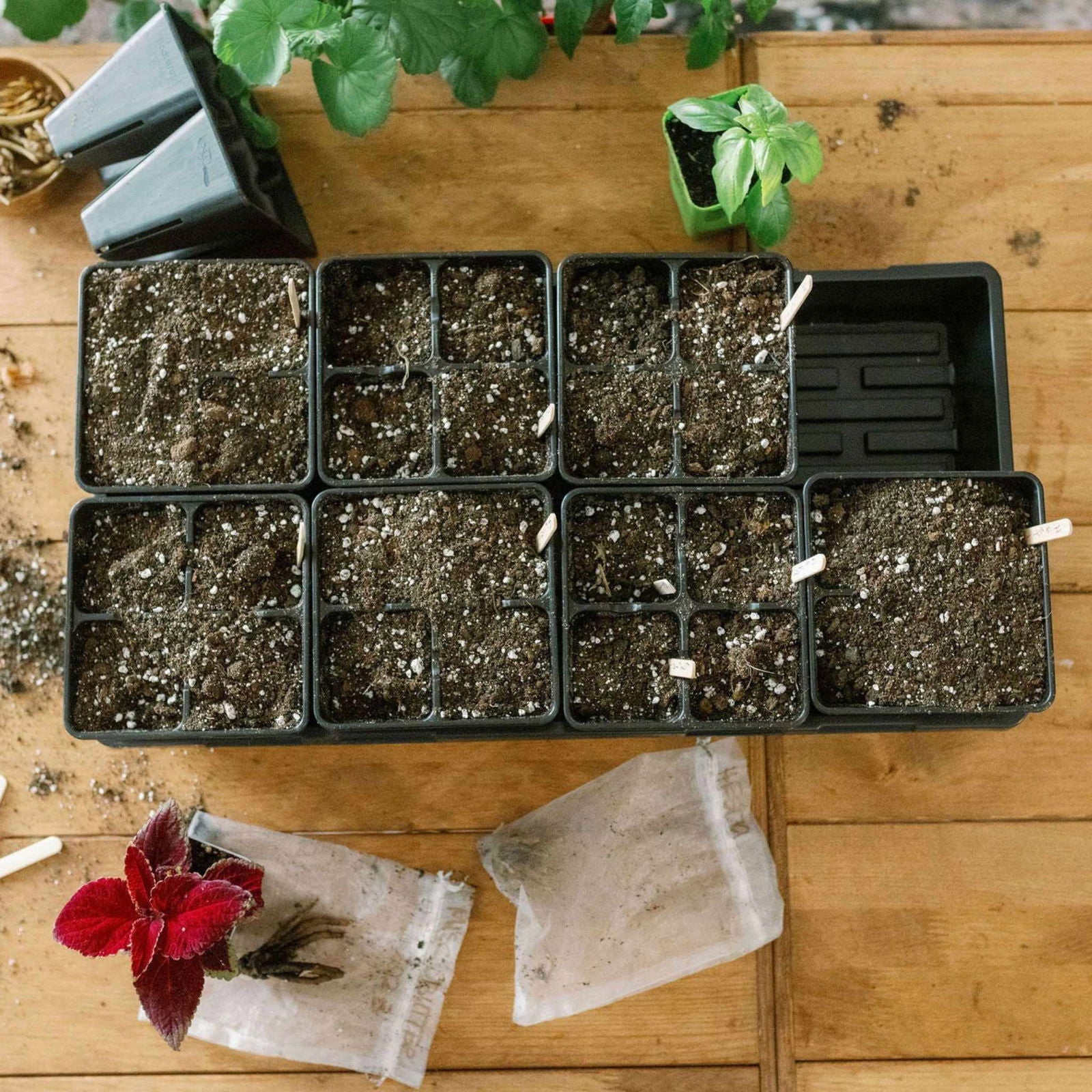 Bootstrap Farmer 4 Cell Plug Tray Inserts are arranged on a wooden table, alongside small potted plants, empty pots, and spilled soil—perfect for gardening or seed starting.