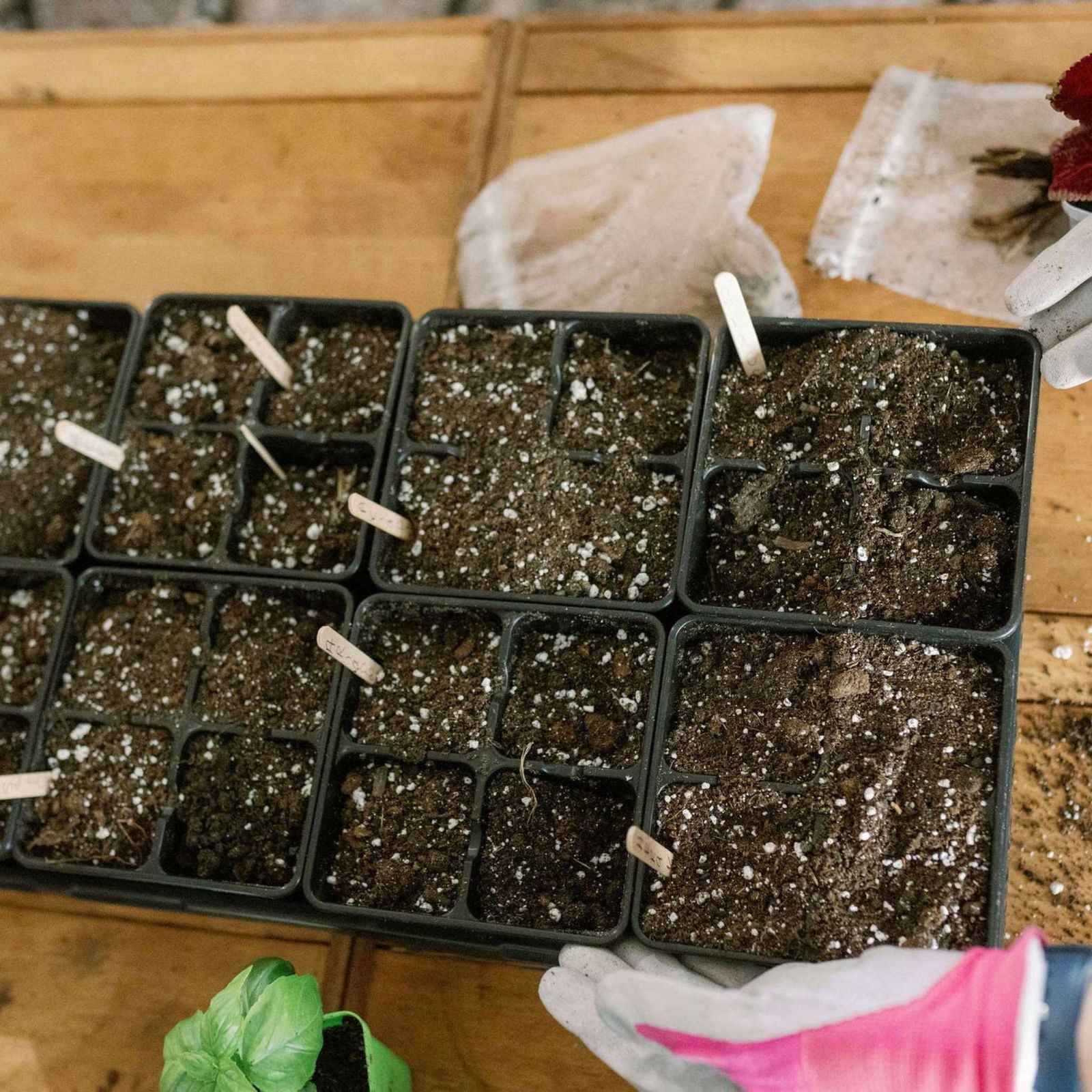 A top view of Bootstrap Farmer 4 Cell Plug Tray Inserts filled with soil, some labeled with tags, on a wooden surface. Gardening gloves and plant supplies are nearby.