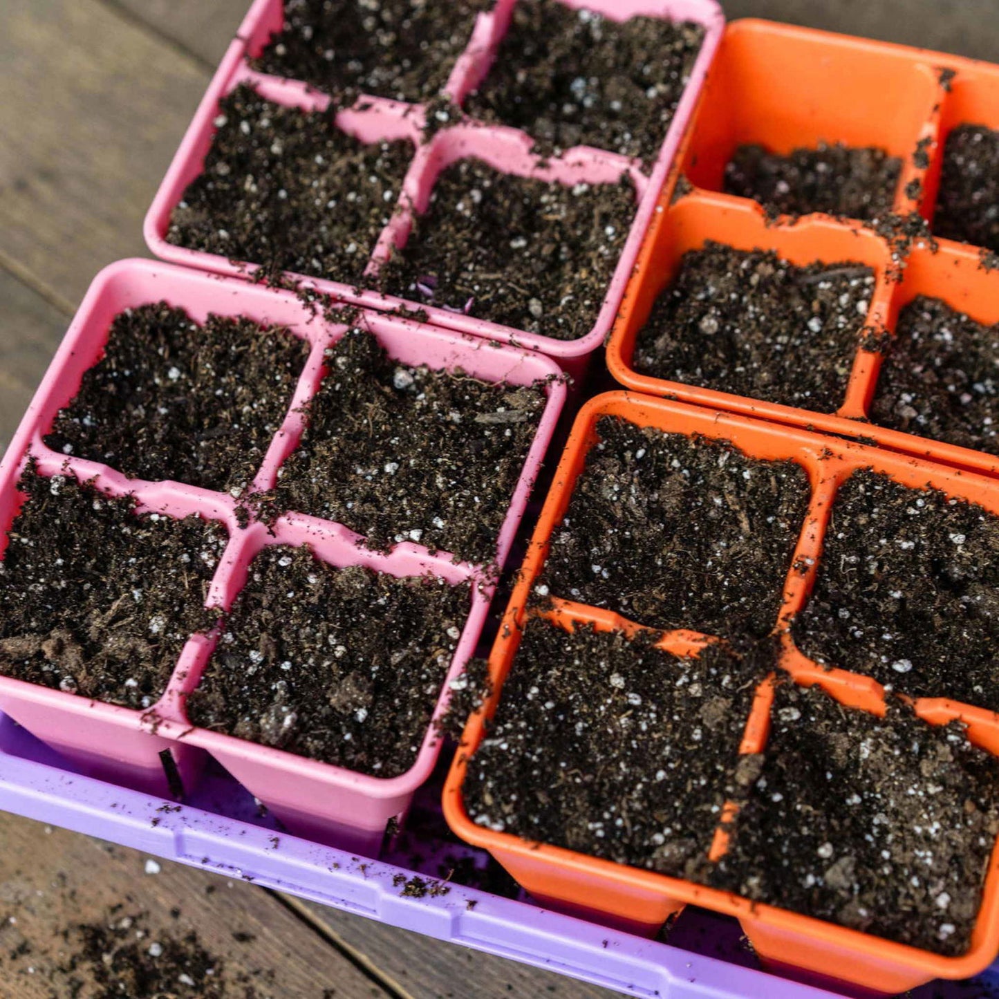 Bootstrap Farmer 4 Cell Plug Tray Inserts, USA-made and available in pink and orange, are filled with soil and placed on a wooden surface, ready for planting seeds.