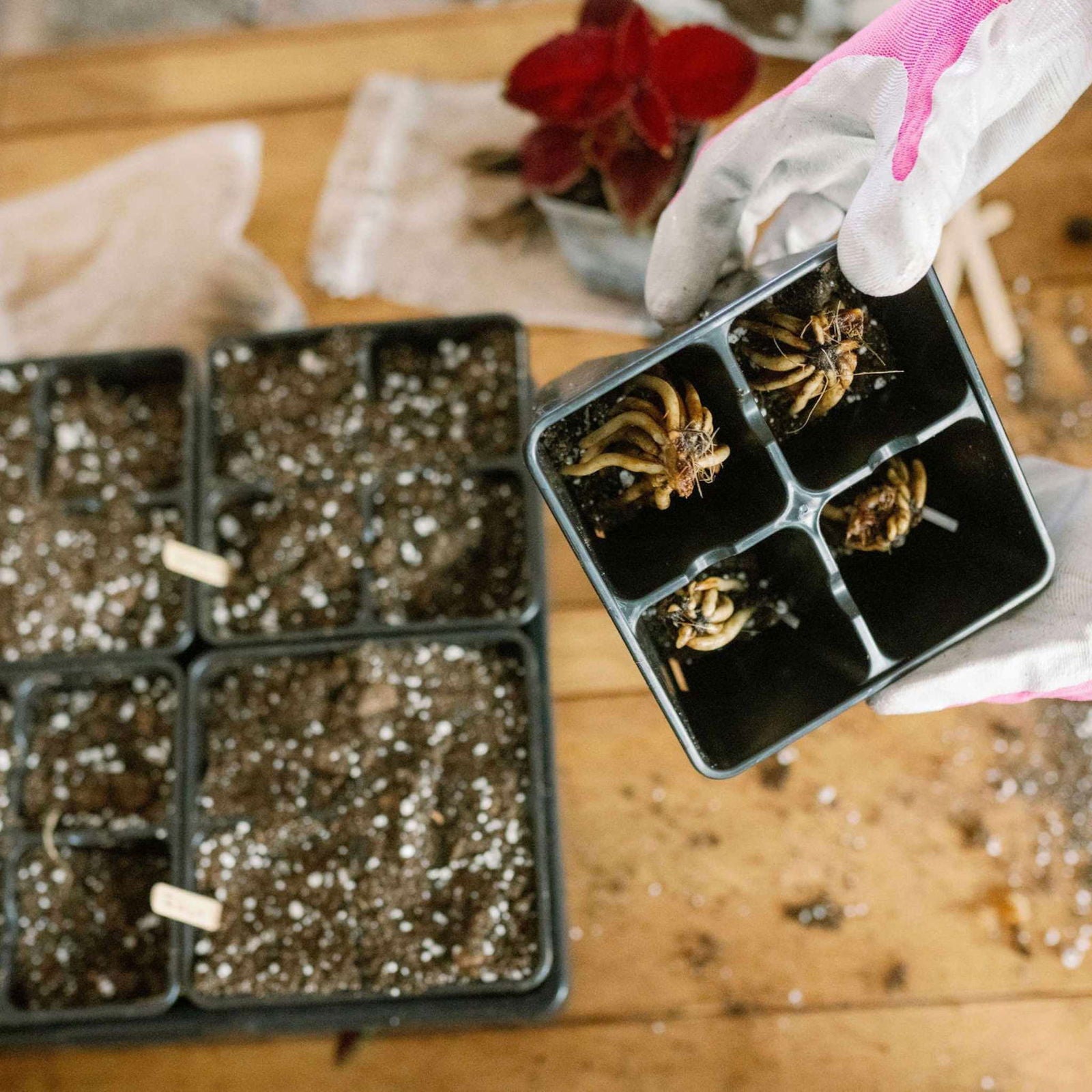 Wearing gardening gloves, a person holds a Bootstrap Farmer 4 Cell Plug Tray Insert made in the USA, with several bare plant roots. Nearby on a wooden table are small pots with soil and labeled for planting.