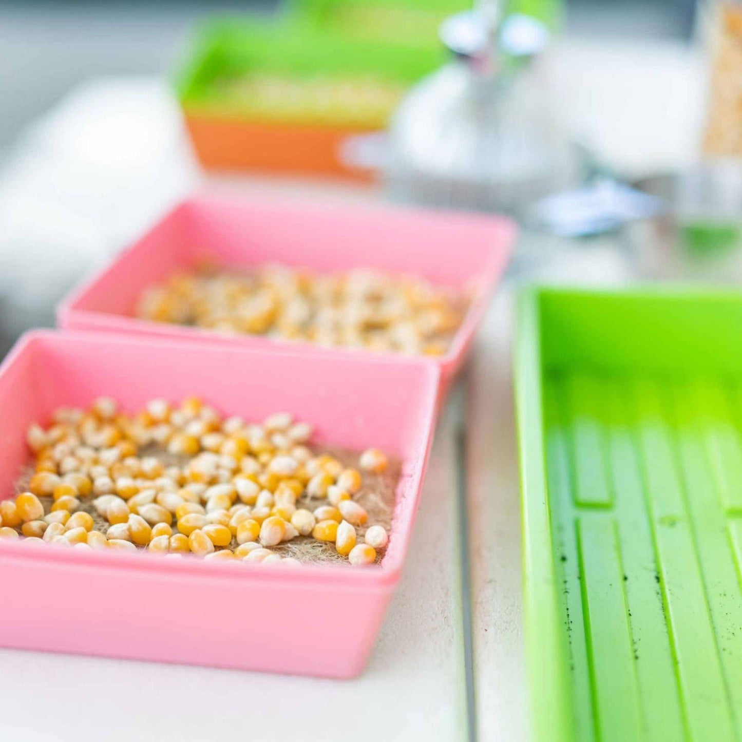 Photo of yellow and white corn seeds sprouting in pink and green plastic trays on a white surface showing early growth and damp soil