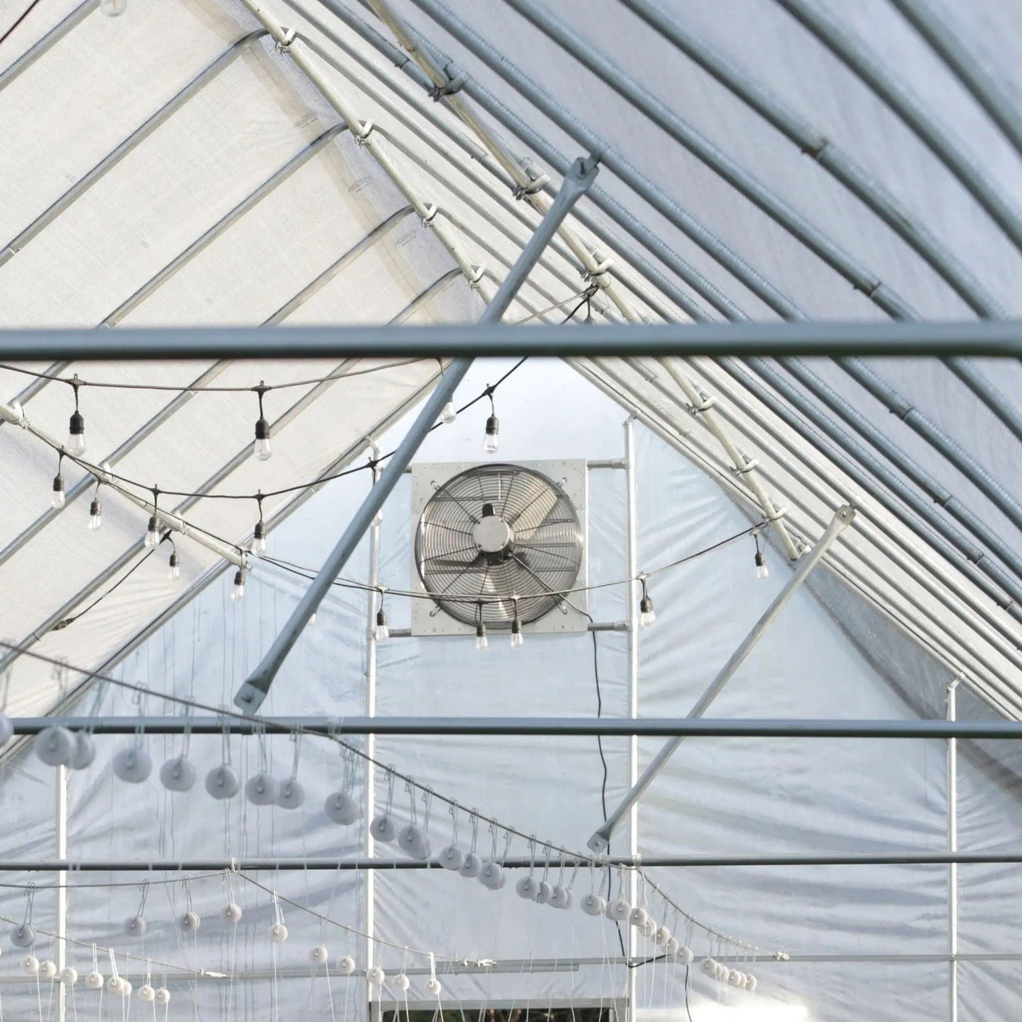 A view of a greenhouse ceiling featuring Bootstrap Farmer Greenhouse Shutter Mount Exhaust Fans, metal support beams, and hanging lightbulbs. The translucent panel structure maximizes natural light for efficient plant growth.