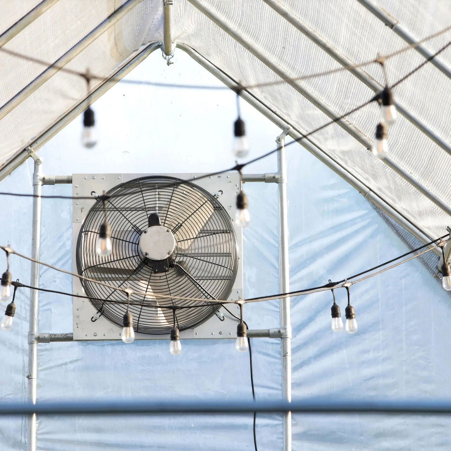 A Bootstrap Farmer Greenhouse Shutter Mount Exhaust Fan is installed on the wall inside a greenhouse with a clear plastic roof, while several strings of hanging light bulbs are draped across the space before the fan.
