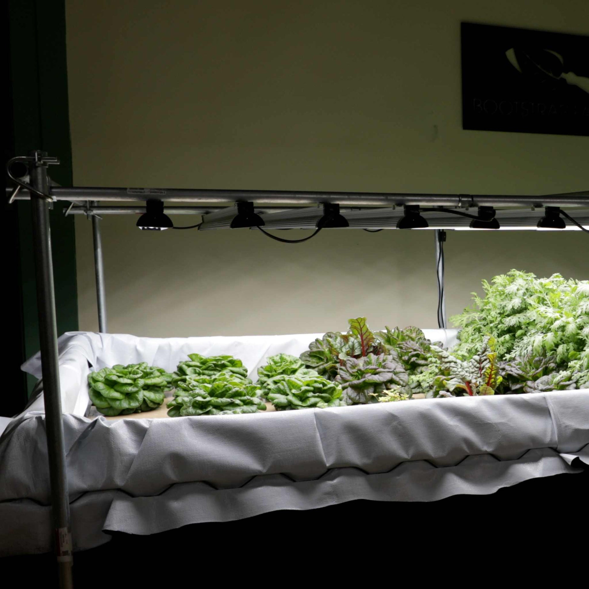 The Bootstrap Farmer Deep Water Culture (DWC) Kit offers a customizable modular indoor hydroponic garden with leafy greens thriving in a controlled environment under grow lights, arranged in a rectangular setup for sustainable home farming.