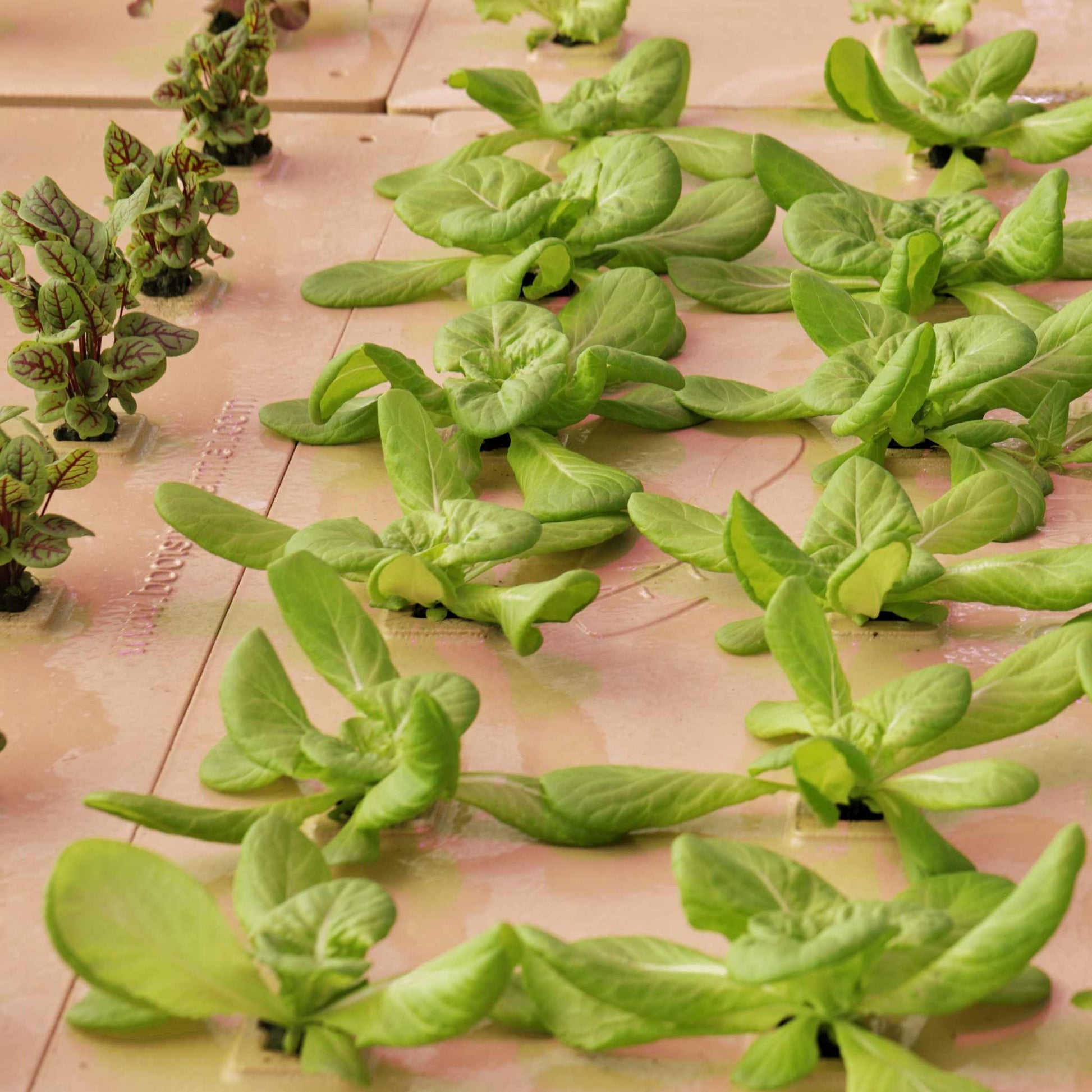 Green leafy plants thrive in the Bootstrap Farmers Deep Water Culture (DWC) Kit, arranged in rows on a flat surface with glistening water below. The sustainable setup showcases lush leaves in vibrant shades of green.