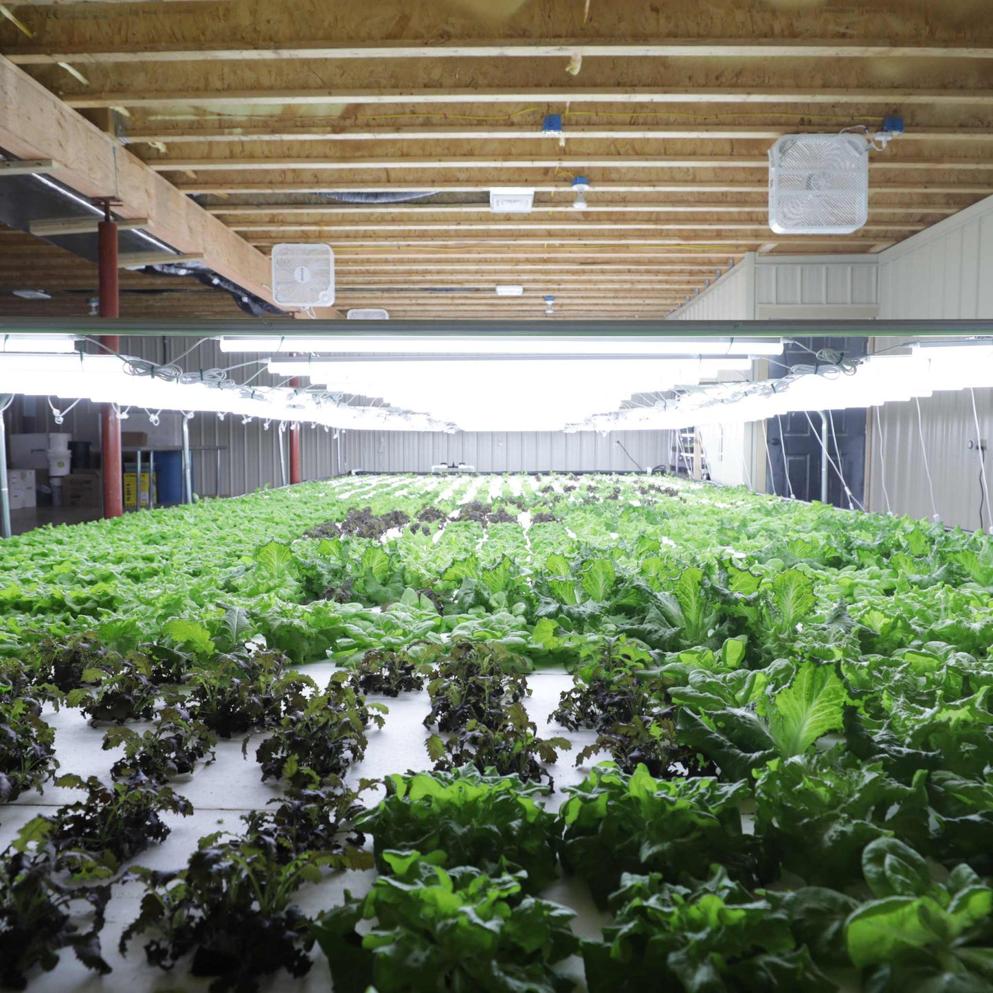 Indoors, rows of leafy greens thrive under bright LED lights in the Bootstrap Farmer Deep Water Culture (DWC) Kit. A wooden ceiling with exposed beams supports fans, enhancing this sustainable farming setup.
