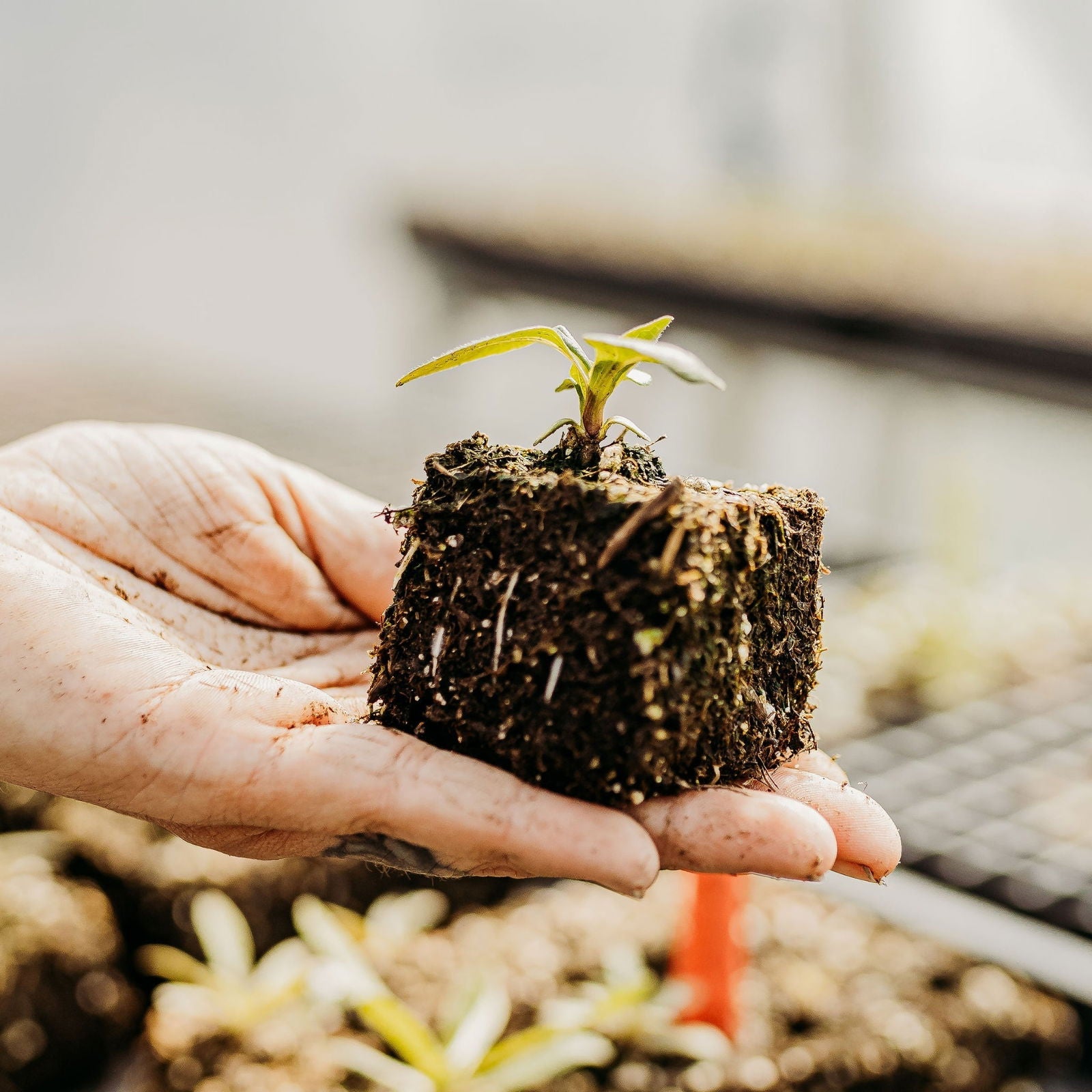 A hand holds a seedling with visible roots and soil, set against a blurred background of seedlings and Bootstrap Farmer Ladbrooke Soil Blocker Insert Pins—3/4" cubic pins (Set of 4)—in trays inside a greenhouse.