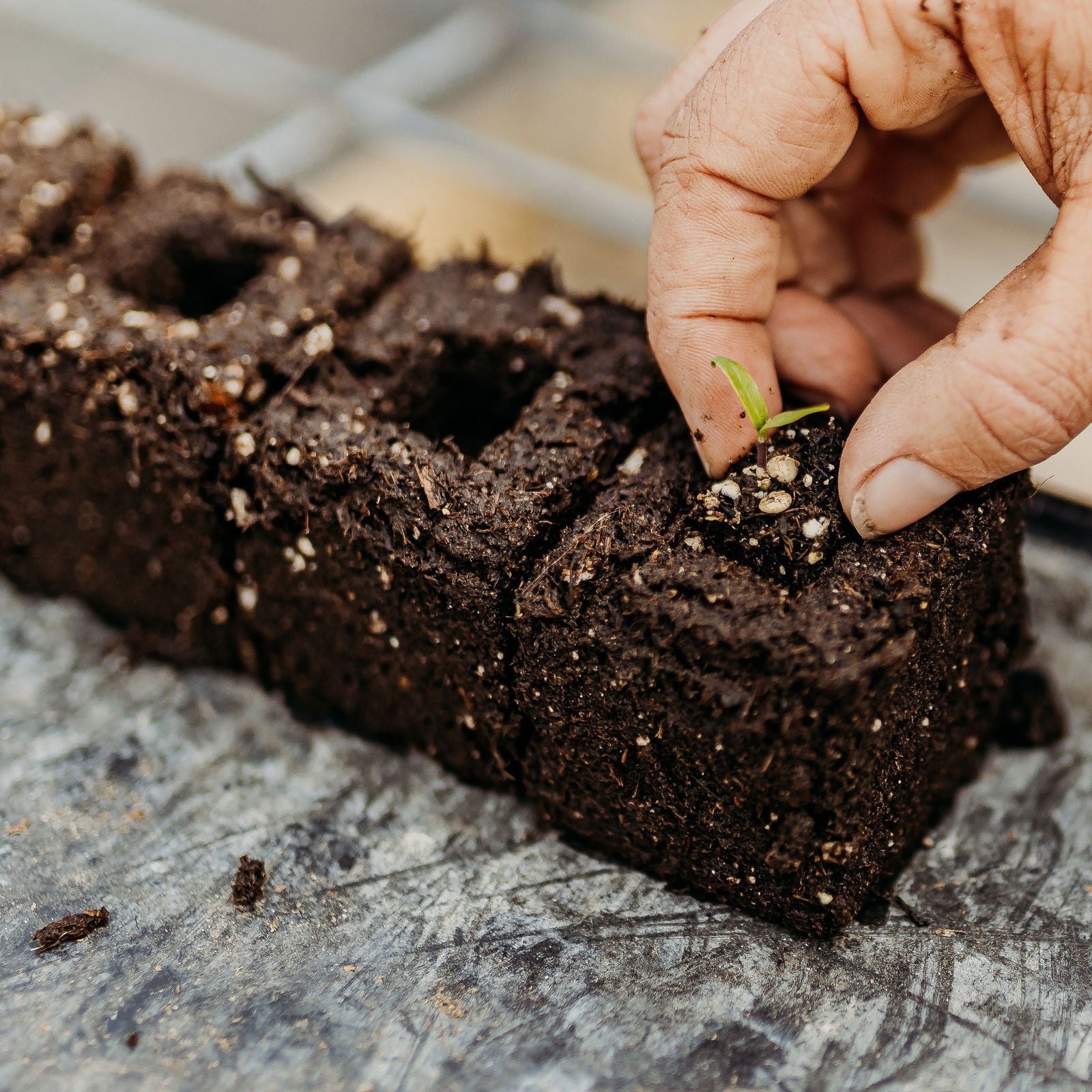 A close-up of a hand planting a green seedling into rich soil shaped by Bootstrap Farmer's Ladbrooke Soil Blocker Insert Pins – 3/4" Cubic Pins (Set of 4), each square ready to nurture new growth.