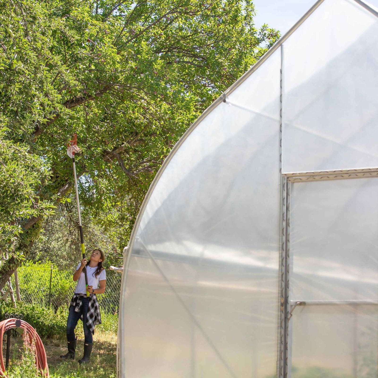 Photograph of a woman using a fruit picker to harvest from a tree near a greenhouse showing vibrant green foliage and a partly cloudy sky