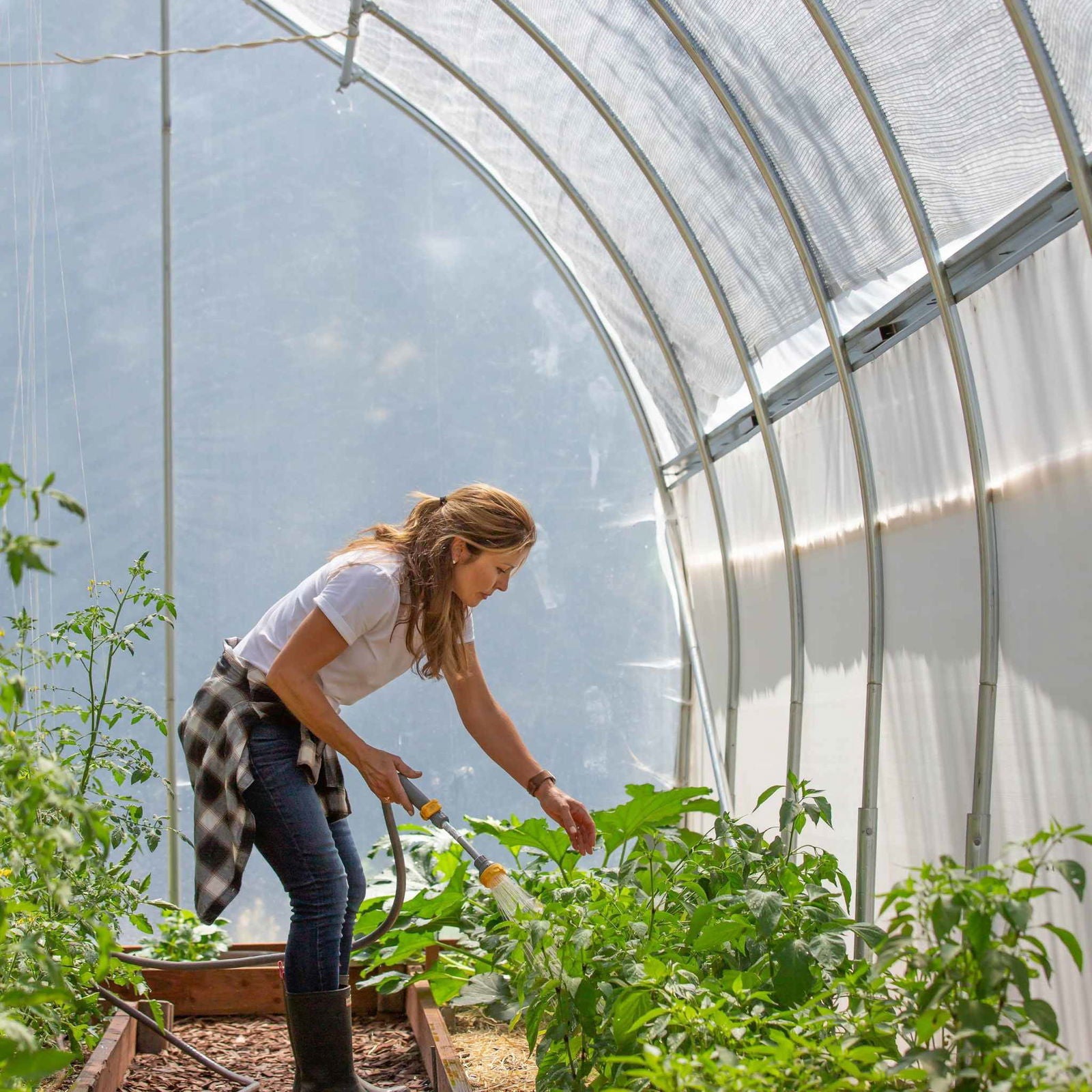 Photograph of a woman watering vibrant green tomato and pepper plants inside a high tunnel greenhouse with a gray metal frame and translucent plastic covering using a yellow-handled watering wand showcasing lush foliage and a sunny day.
