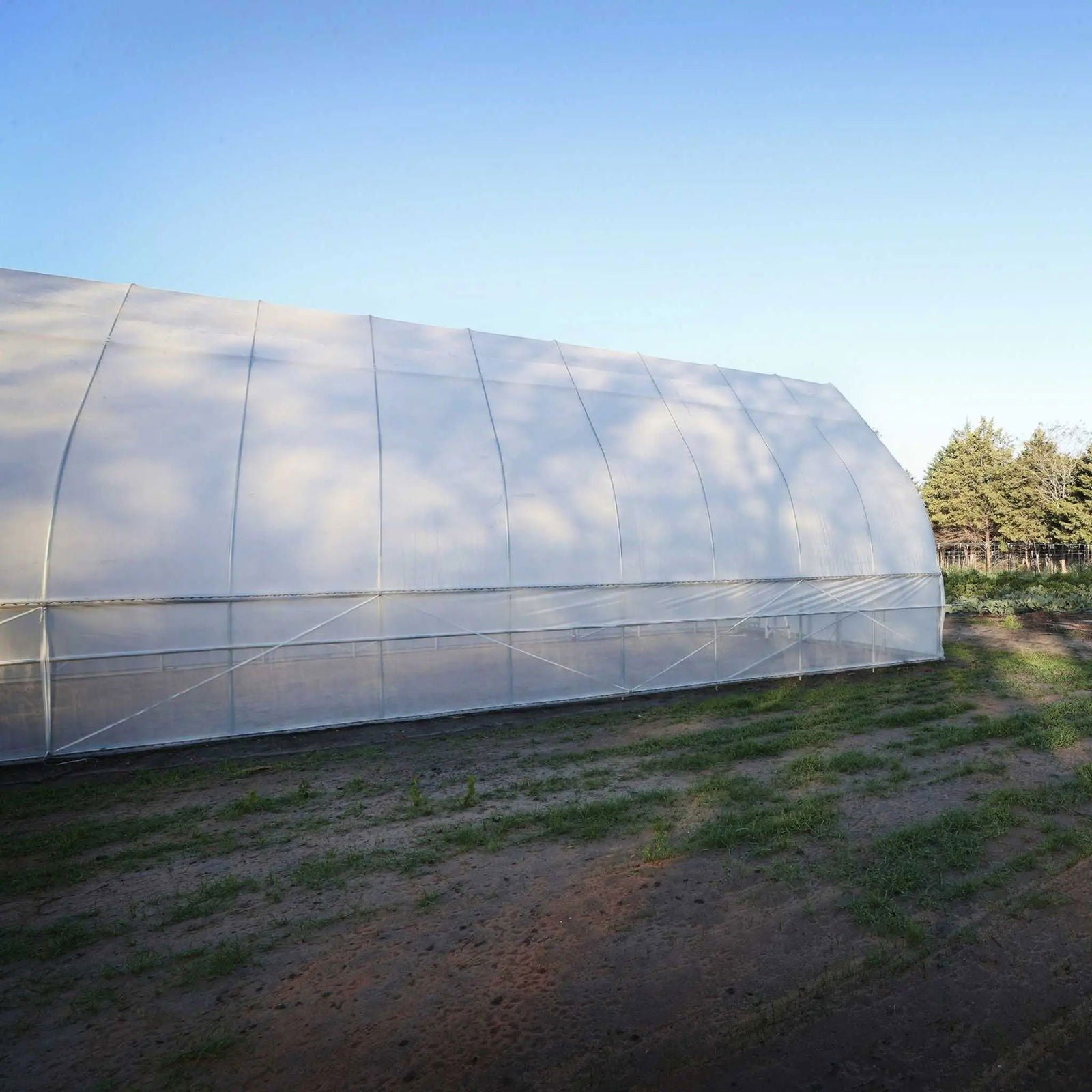 Photograph of a large white polytunnel greenhouse in a rural setting with a clear blue sky casting shadows and showing a mesh interior and patches of green grass