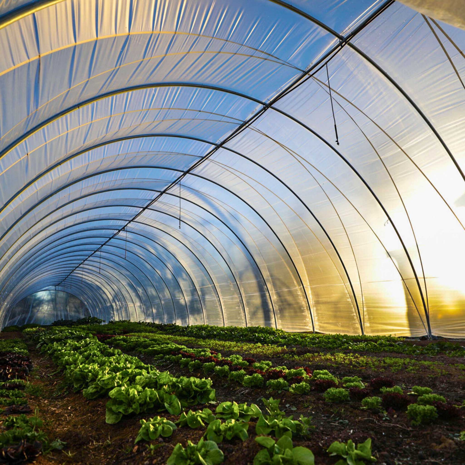 All-metal Caterpillar Tunnel Kit with butterfly doors in green for Bootstrap Farmer greenhouse setup, featuring a sturdy metal frame.