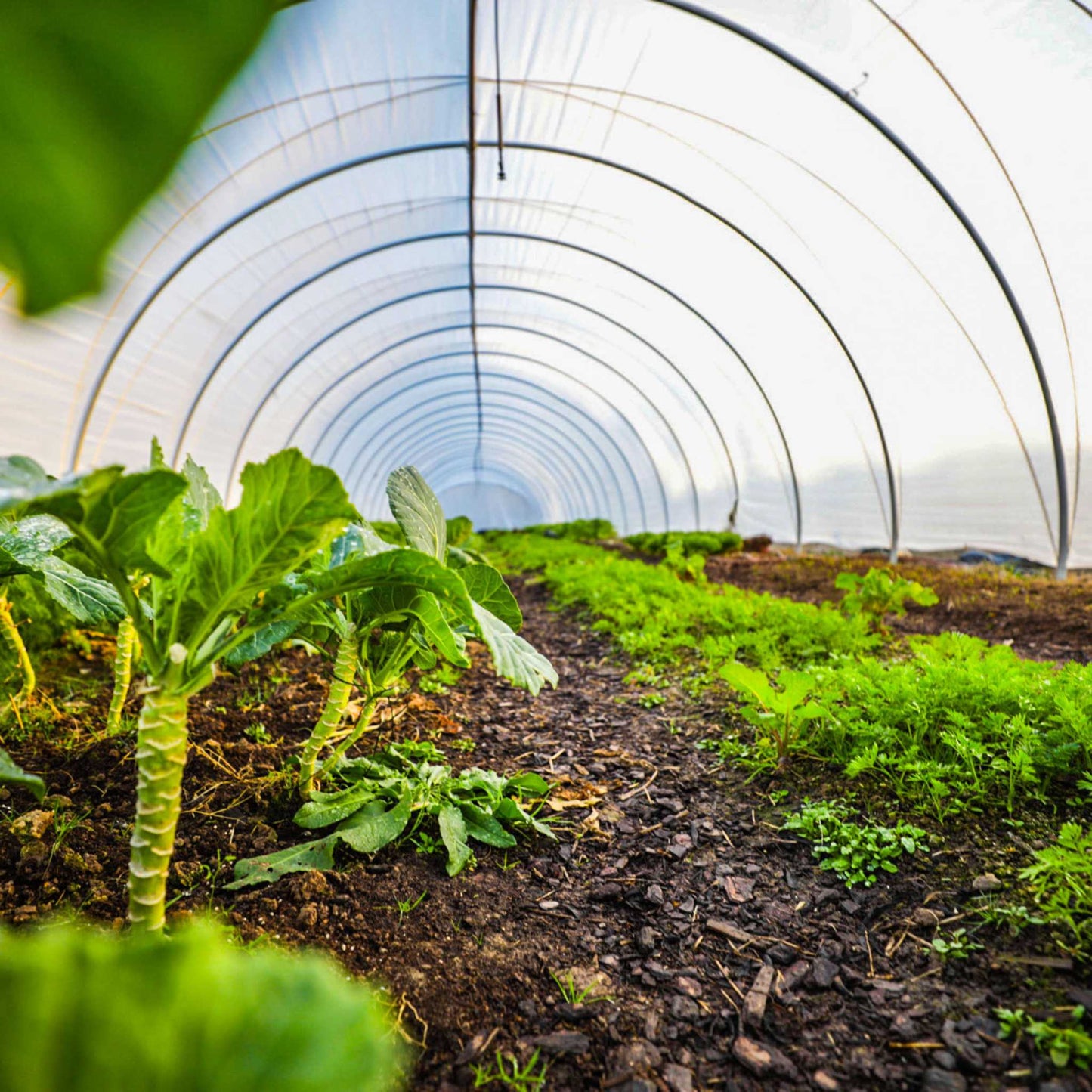 All-metal caterpillar tunnel greenhouse kit with butterfly doors from Bootstrap Farmer, designed for gardening and plant protection.