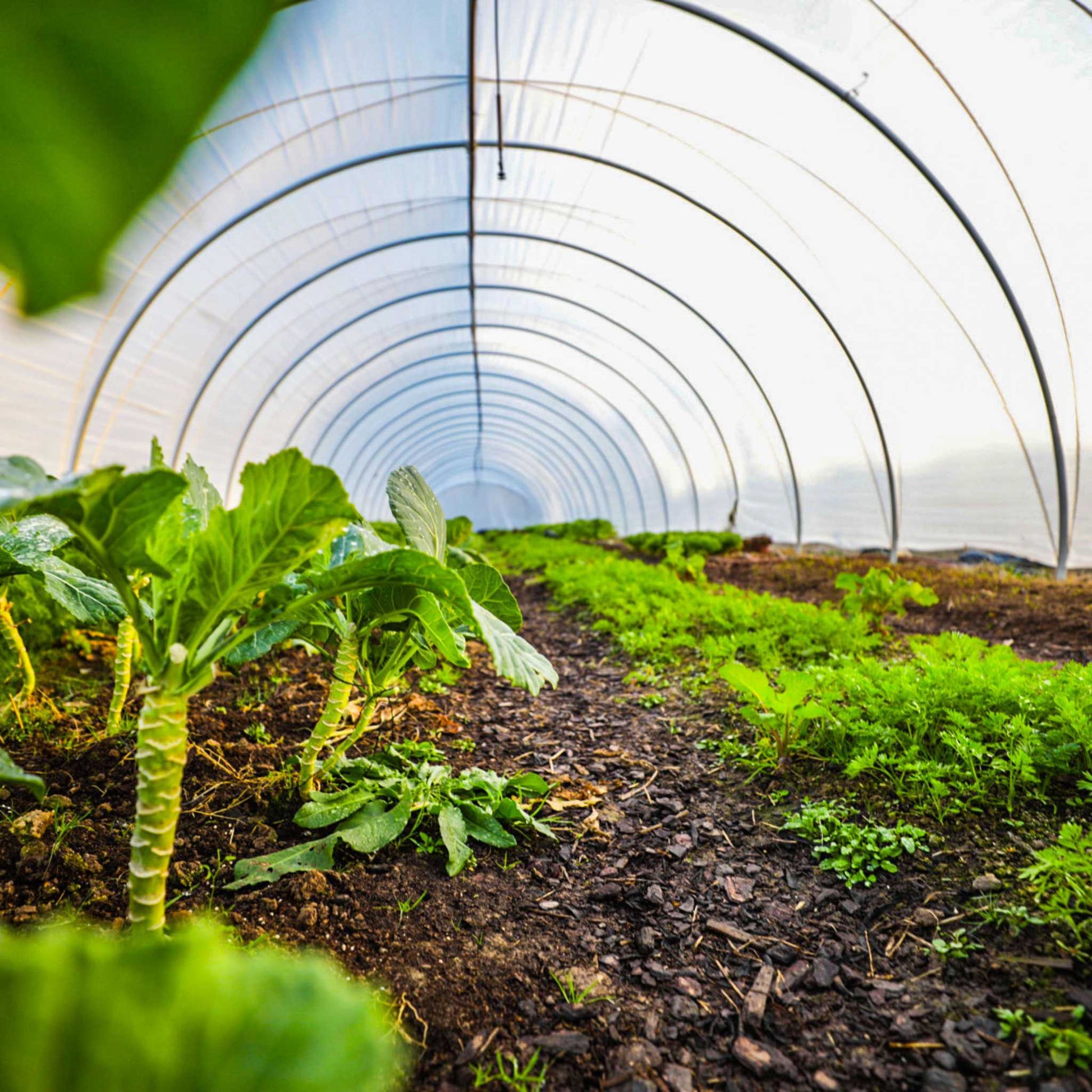 All-metal caterpillar tunnel greenhouse kit with butterfly doors from Bootstrap Farmer, designed for gardening and plant protection.
