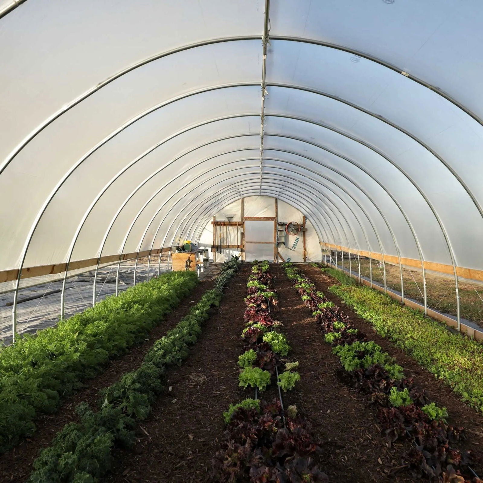 High tunnel greenhouse showcasing rows of vibrant green kale, red leaf lettuce, and bright green lettuces with a wooden structure and a fan visible inside.

