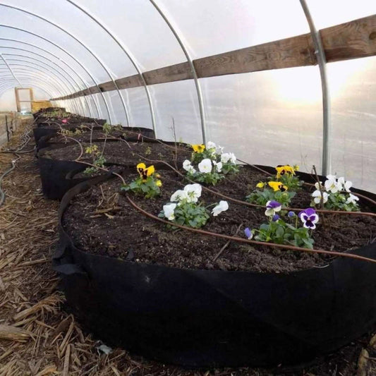 Photograph showing vibrant pansies in various colors including white, yellow, and purple blooming in fabric grow bags inside a high tunnel greenhouse with a wooden frame