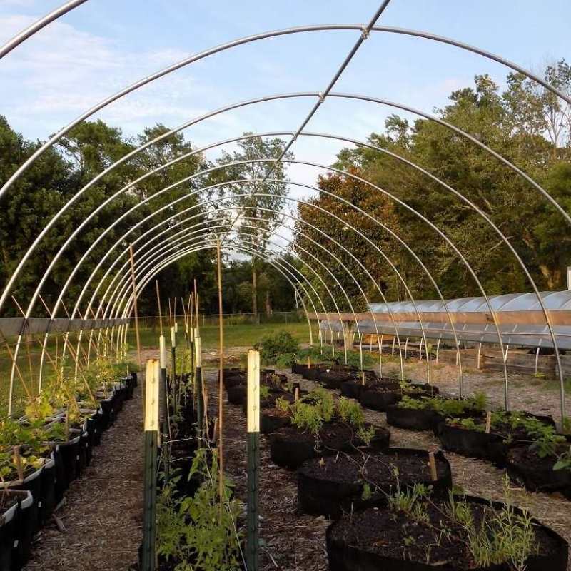 High tunnel garden with lush green tomato plants and vibrant yellow flowers nestled amongst rows of black fabric containers under an arched metal frame near a larger greenhouse structure.
