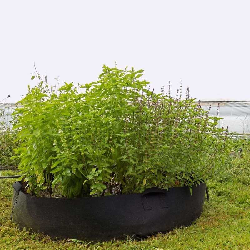 Photograph of lush basil and purple basil plants in a black fabric grow bag near a greenhouse showcasing vibrant green leaves and deep purple flowers
