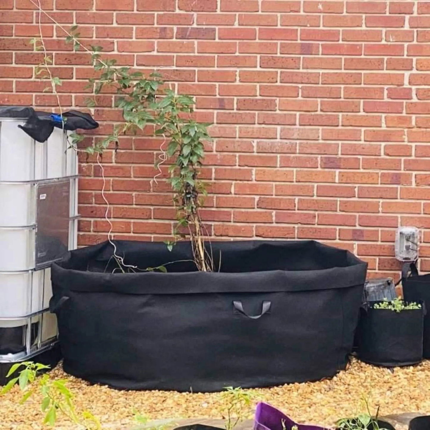 Photograph of a black fabric planter against a red brick wall containing a young plant with a gray water tank and smaller black fabric pots visible nearby