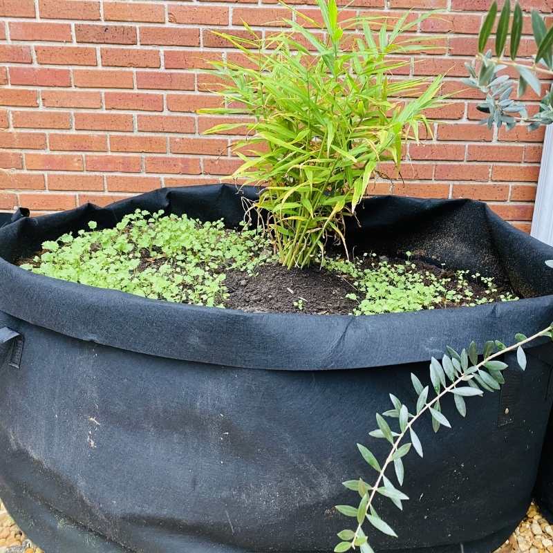 Fabric planter with a ginger plant and small green sprouts against a brick wall showing vibrant green foliage and dark soil