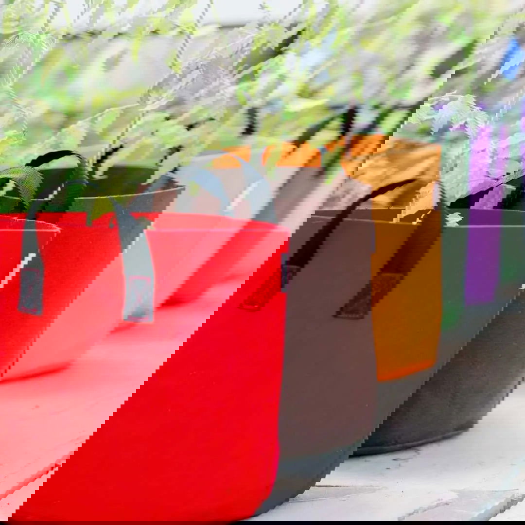 Three Bootstrap Farmer 7 Gallon Colored Fabric Pots in red, orange, and purple sit in a row, each filled with green leafy plants. The vibrant grow bags stand out against the blurred background.