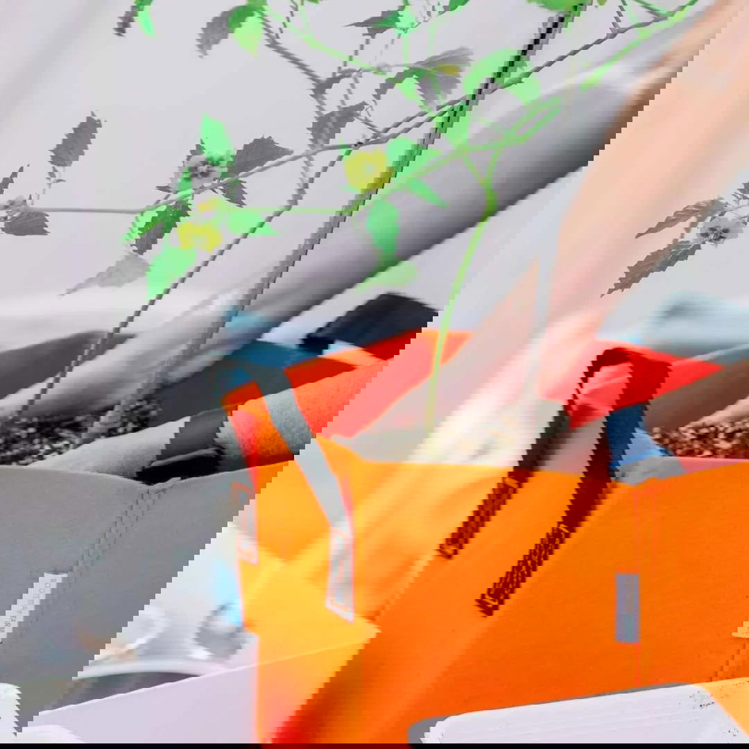 A distorted, glitched image with colorful streaks and fragmented graphics shows abstract shapes in orange, blue, and green—evoking Bootstrap Farmer's 7 Gallon Colored Fabric Grow Bags. Foliage may be visible at the top; original subject is obscured by digital effects.