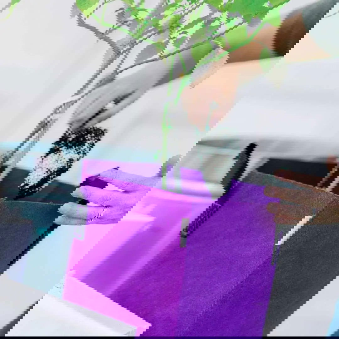 A person plants a sapling in a Bootstrap Farmer 7 Gallon Colored Fabric Pot, holding the plant with one hand and adding soil with the other. A gardening tool is placed nearby.