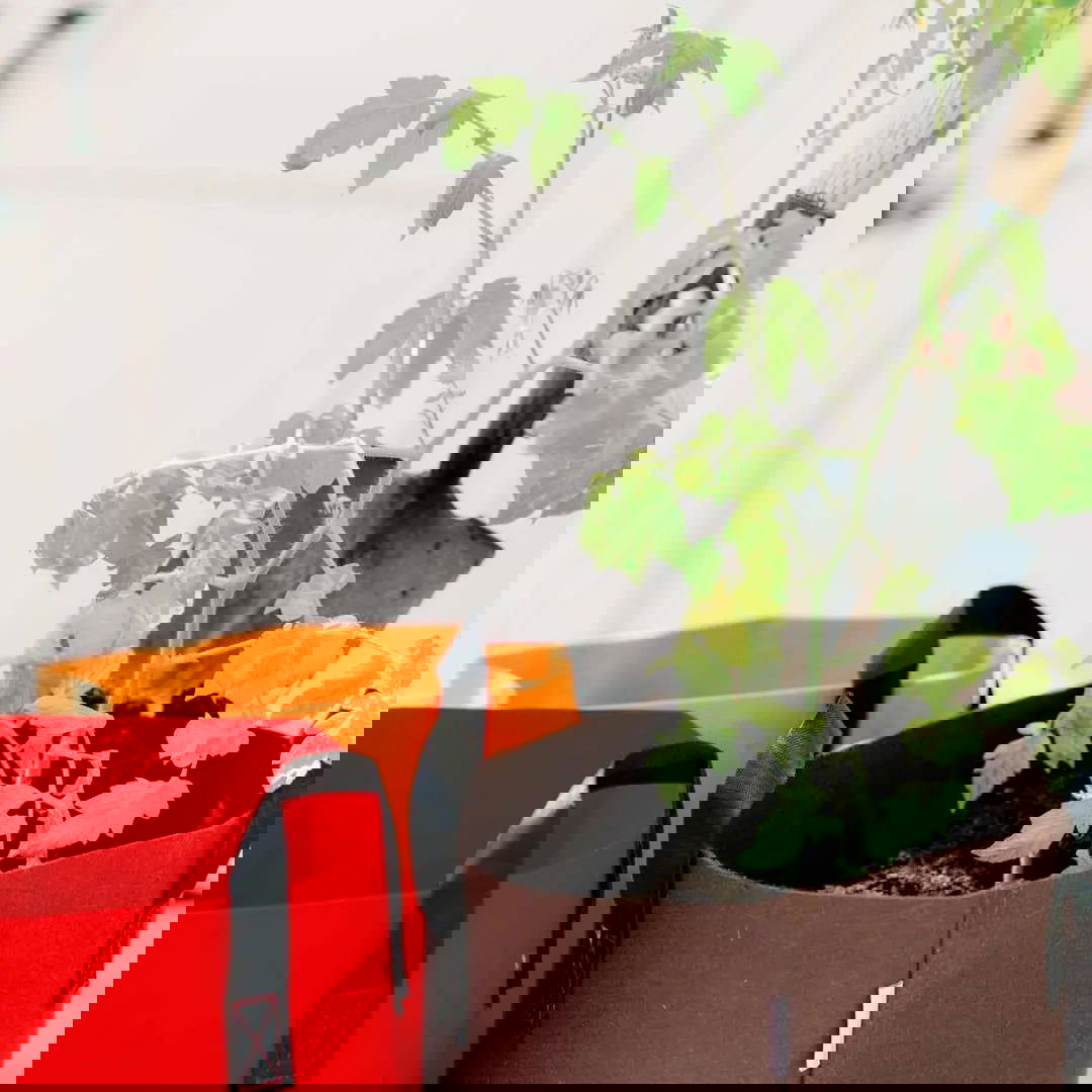 A distorted image with red, green, and gray streaks shows shapes of leaves and partially visible Bootstrap Farmer Grow Bags - 7 Gallon Colored Fabric Pots, disrupted by digital artifacts.