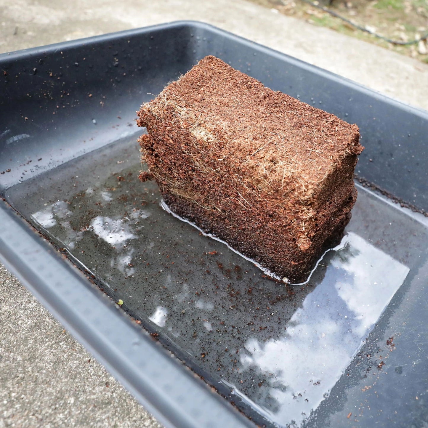 Photograph of a brown coconut coir brick soaking in water in a gray plastic tray showing its fibrous texture and dark brown hues with visible roots
