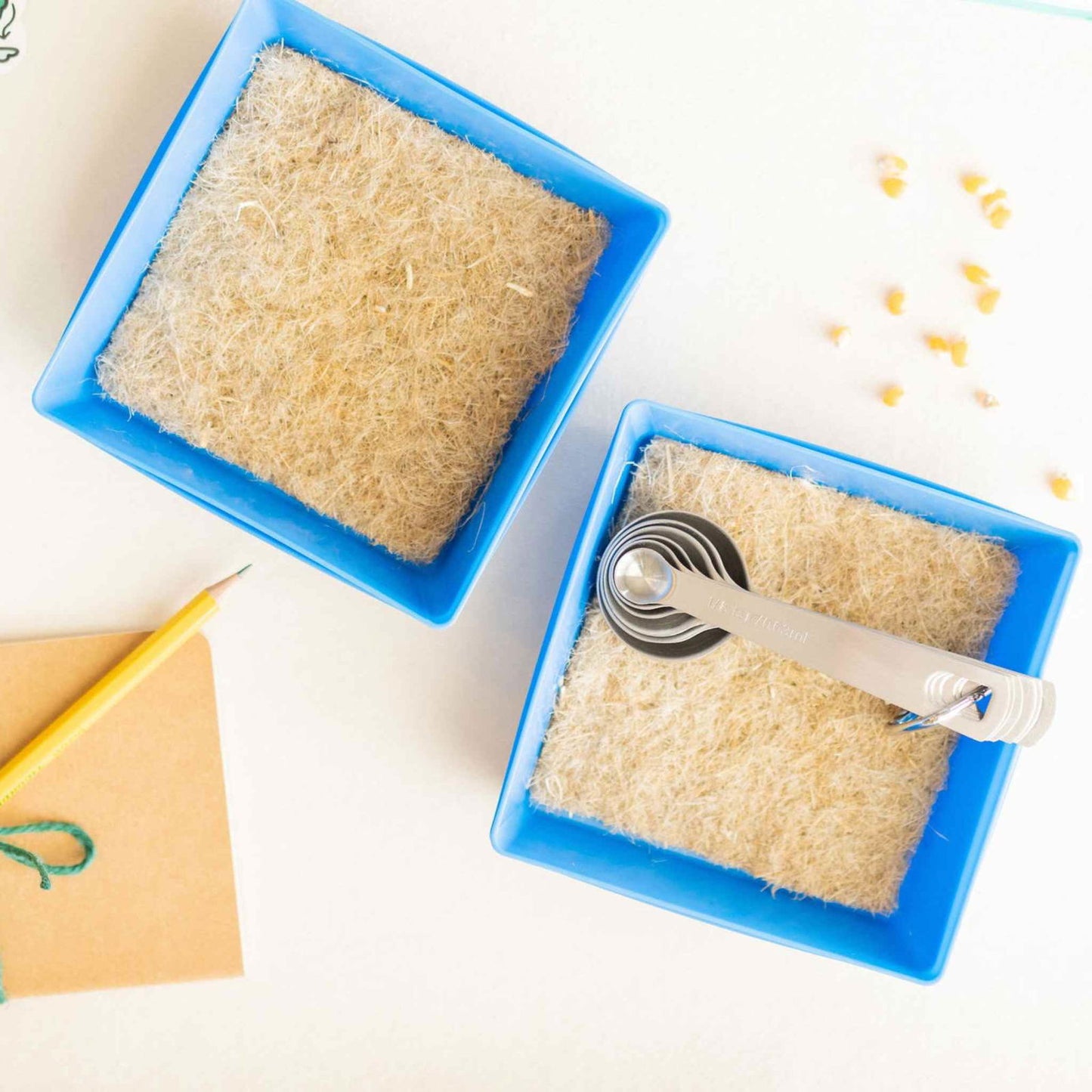 Photo of two blue trays containing light beige coco coir, a set of metallic measuring spoons, and scattered yellow seeds on a white surface
