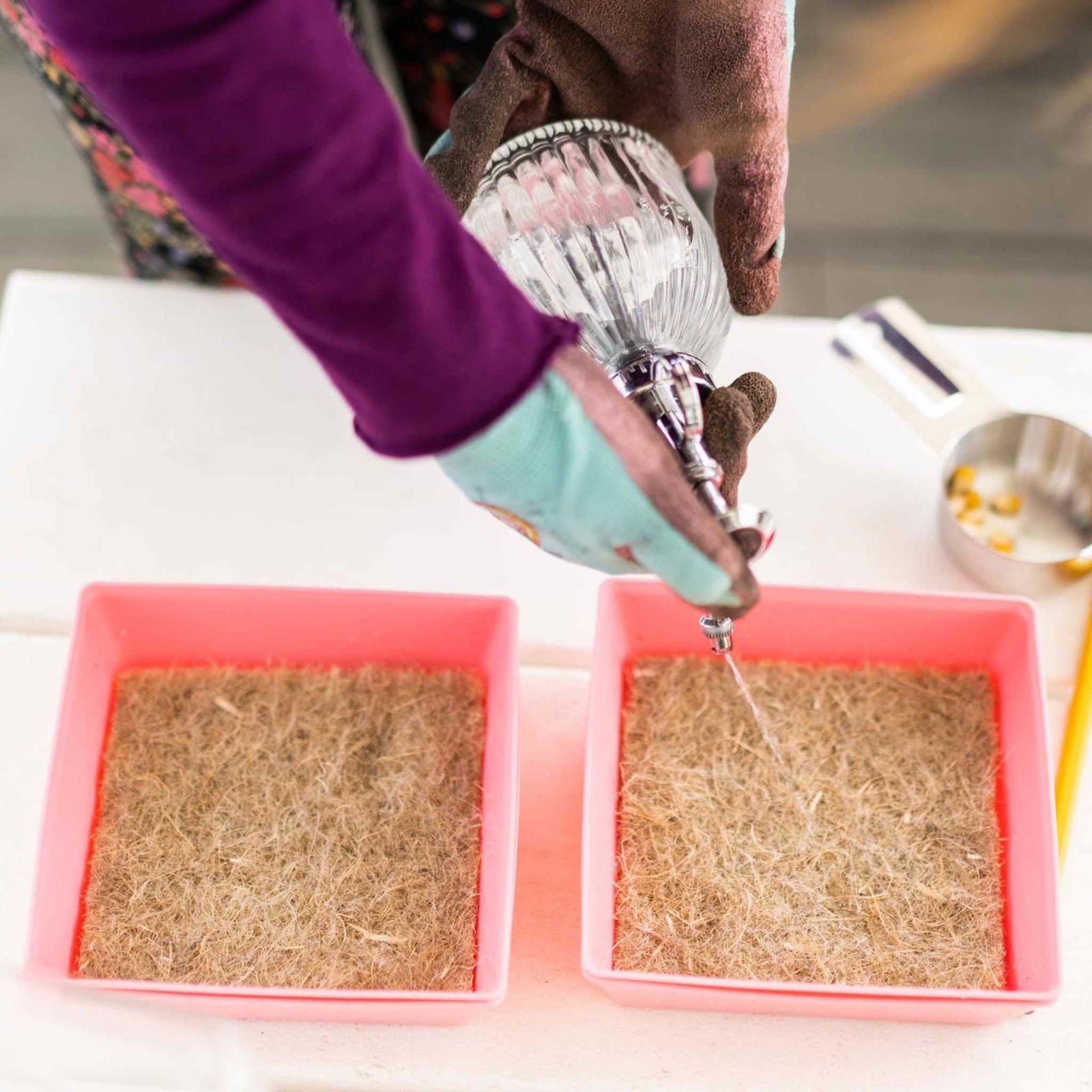 Photograph of a person wearing teal and brown gloves using a vintage glass sprayer to water light brown coco coir in two pink square containers