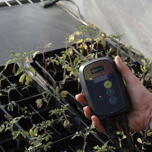 A person holds a Bootstrap Farmer Seedling Heat Mat Temperature Controller displaying numbers and SET button above young tomato plants with wilting leaves in a greenhouse.