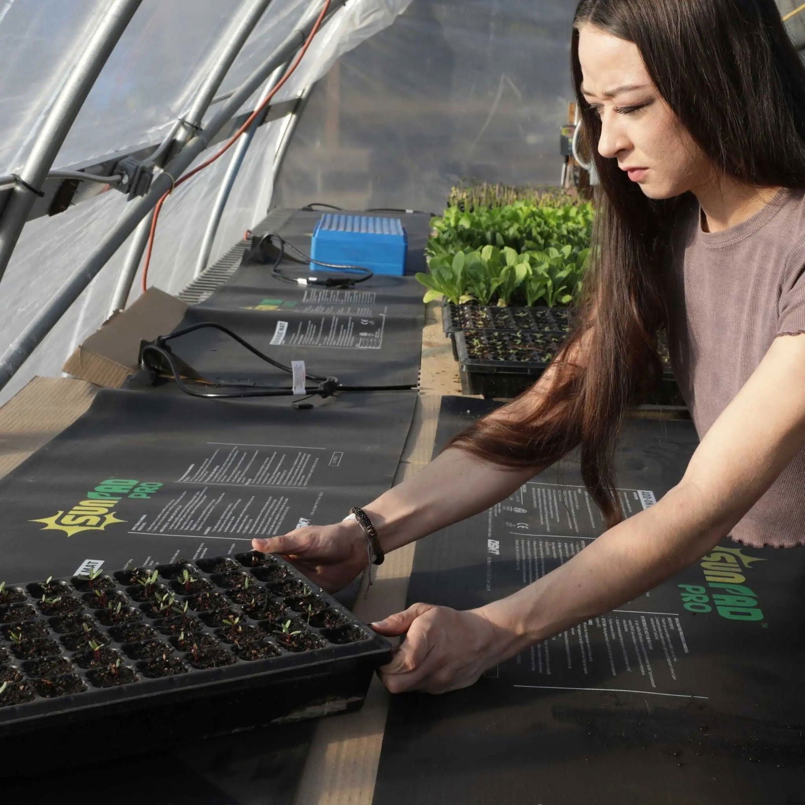 A woman with long brown hair sets a tray of seedlings on a table in a greenhouse, surrounded by young plants, gardening supplies, and a Bootstrap Farmer Seedling Heat Mat Temperature Controller.