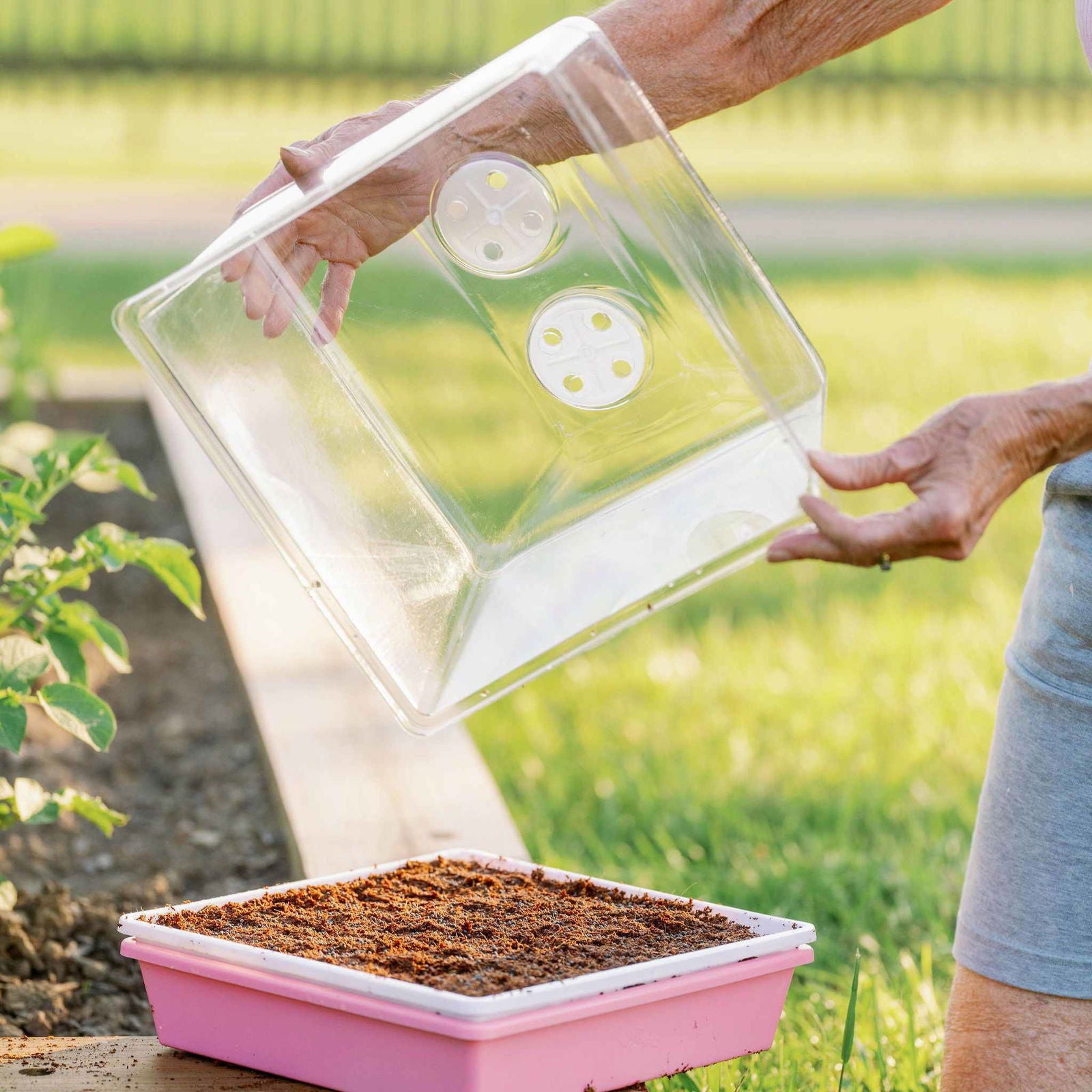 Photograph showing a person placing a clear plastic propagation dome over a pink seed tray filled with dark brown soil in a garden setting