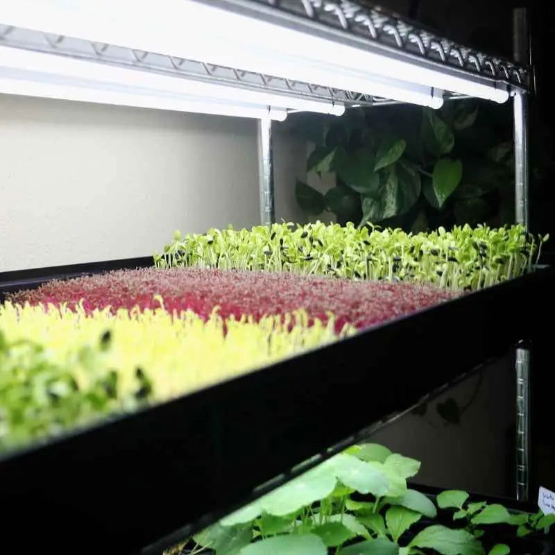 Photograph of an indoor microgreens growing system featuring vibrant red amaranth, bright yellow mustard greens, and dark green sunflower sprouts under LED grow lights